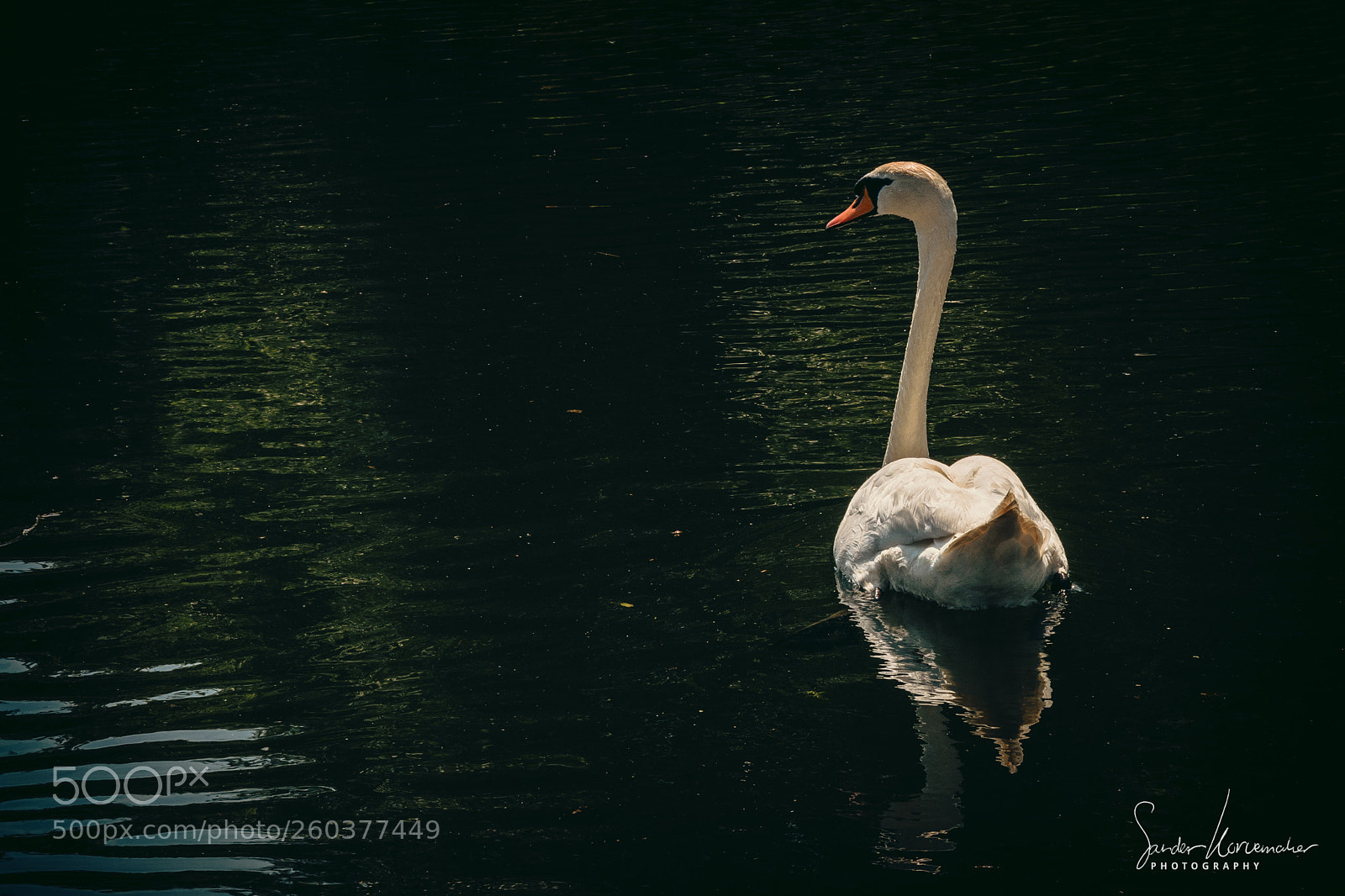 Nikon D5300 sample photo. Swan photography