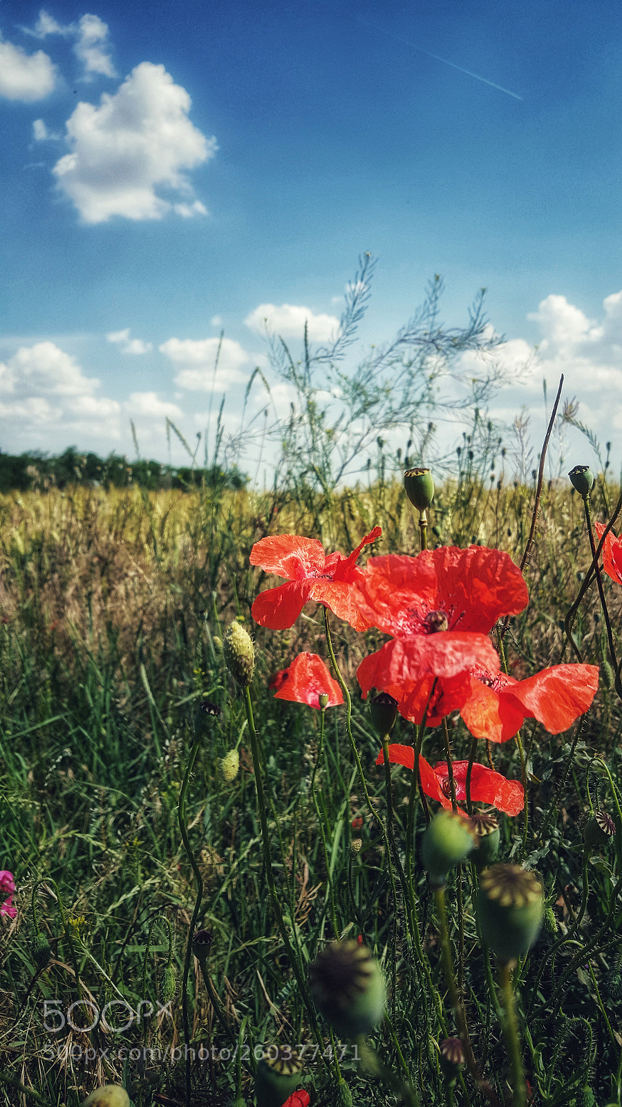 Samsung Galaxy Note5 sample photo. Wild one photography