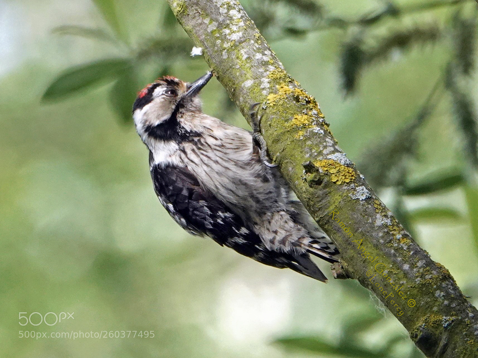 Sony Cyber-shot DSC-RX10 IV sample photo. Lesser spotted woodpecker male photography