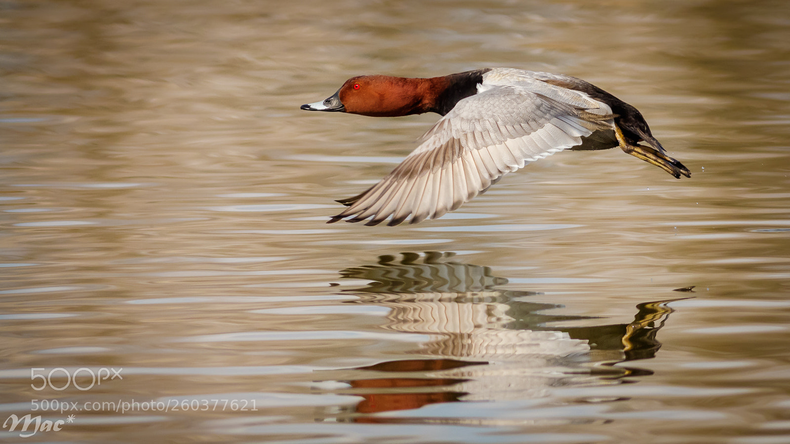 Canon EOS 7D Mark II sample photo. Common pochard photography