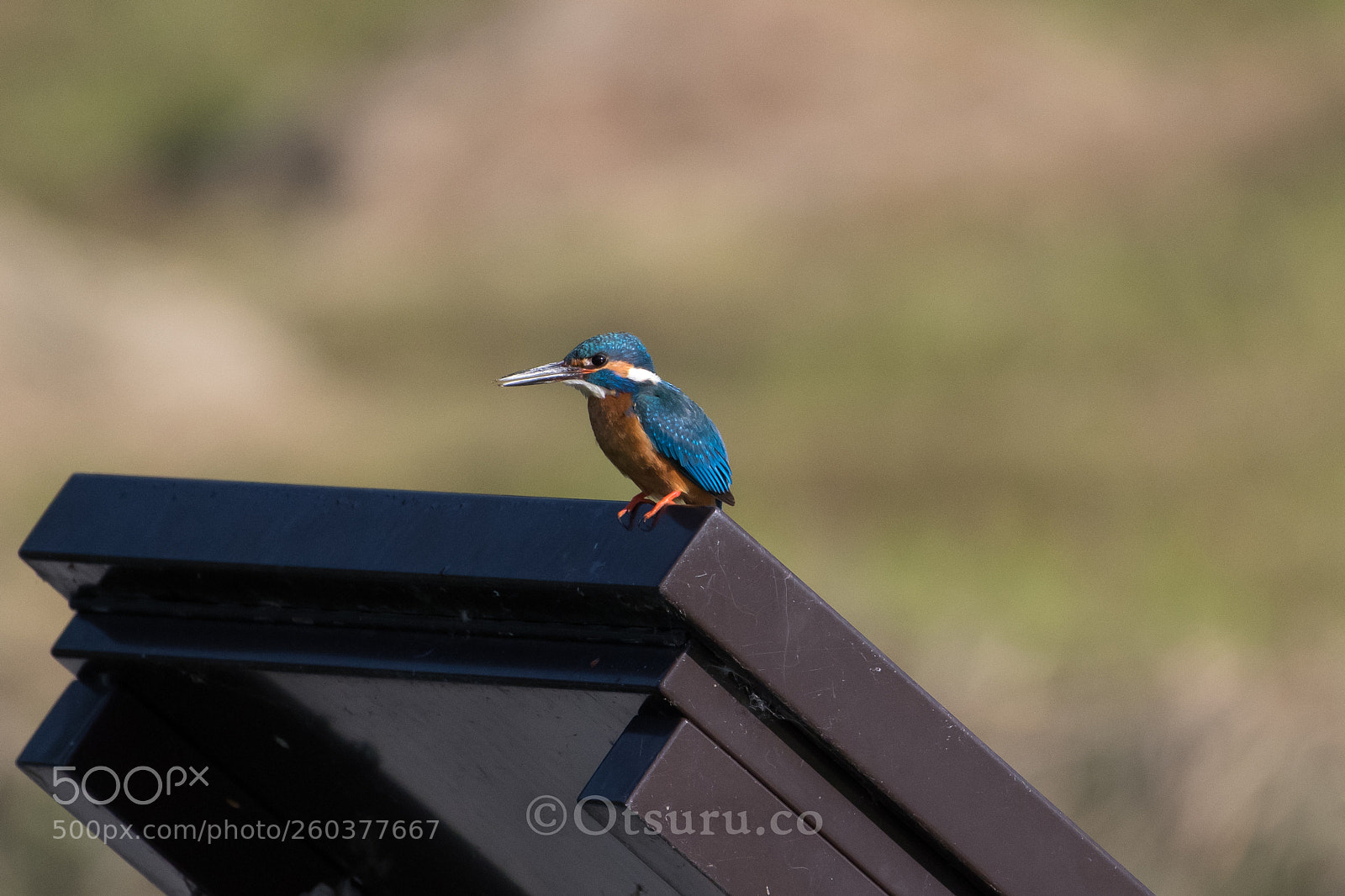Nikon D500 sample photo. Kingfisher photography