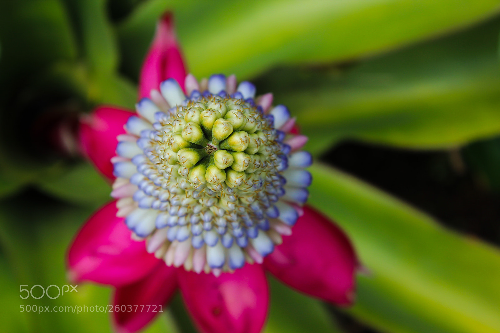 Canon EOS 1300D (EOS Rebel T6 / EOS Kiss X80) sample photo. Aechmea mariae-reginae photography