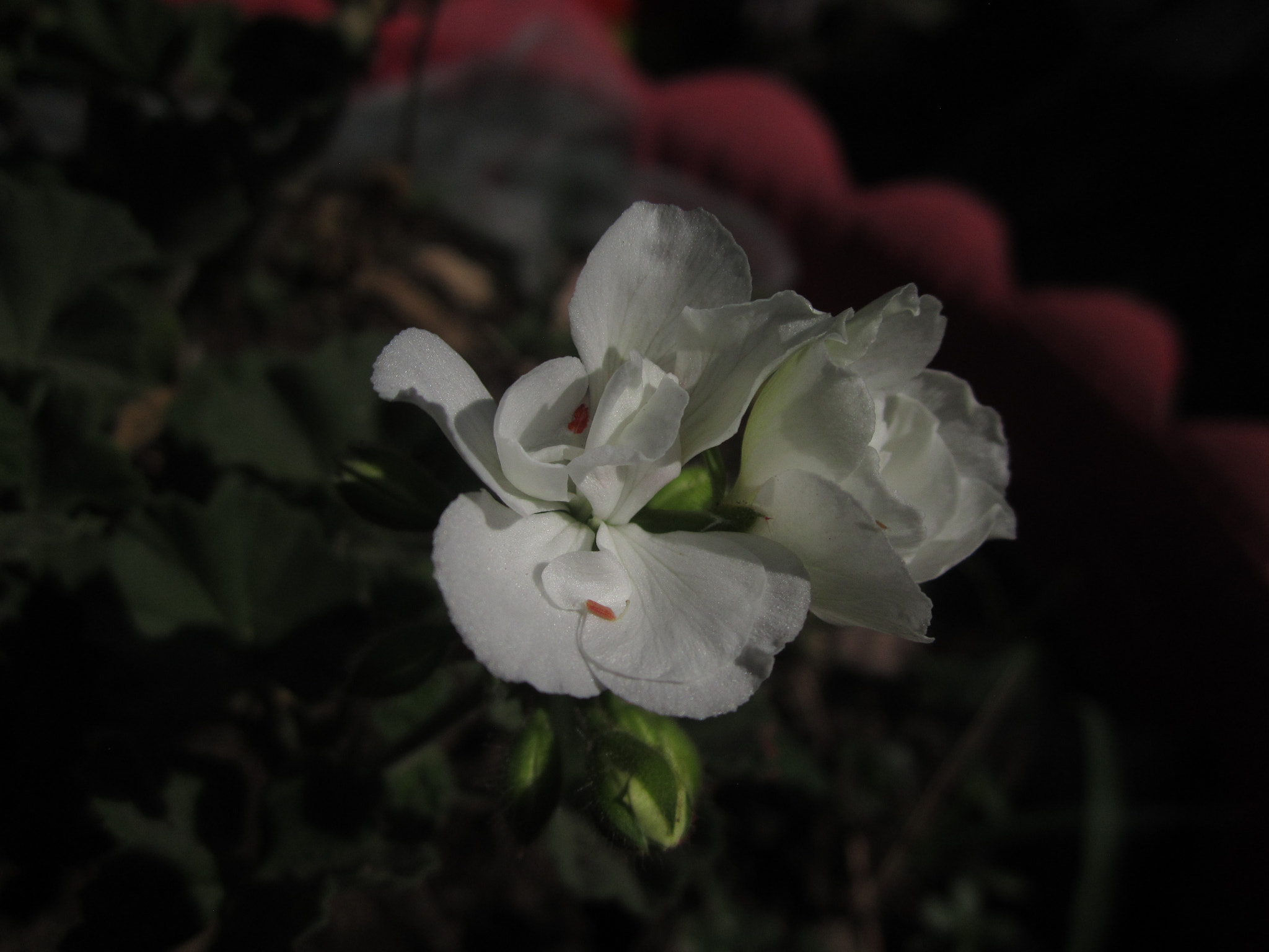 Canon PowerShot A2200 sample photo. Tomados photography