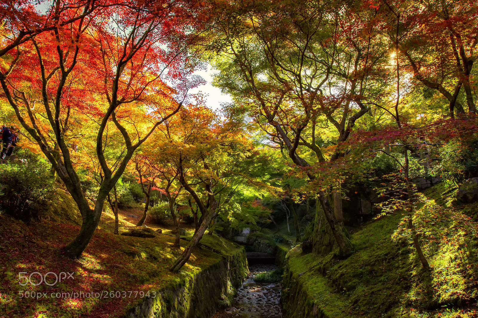 Nikon D810 sample photo. Autumn foliage colors at photography