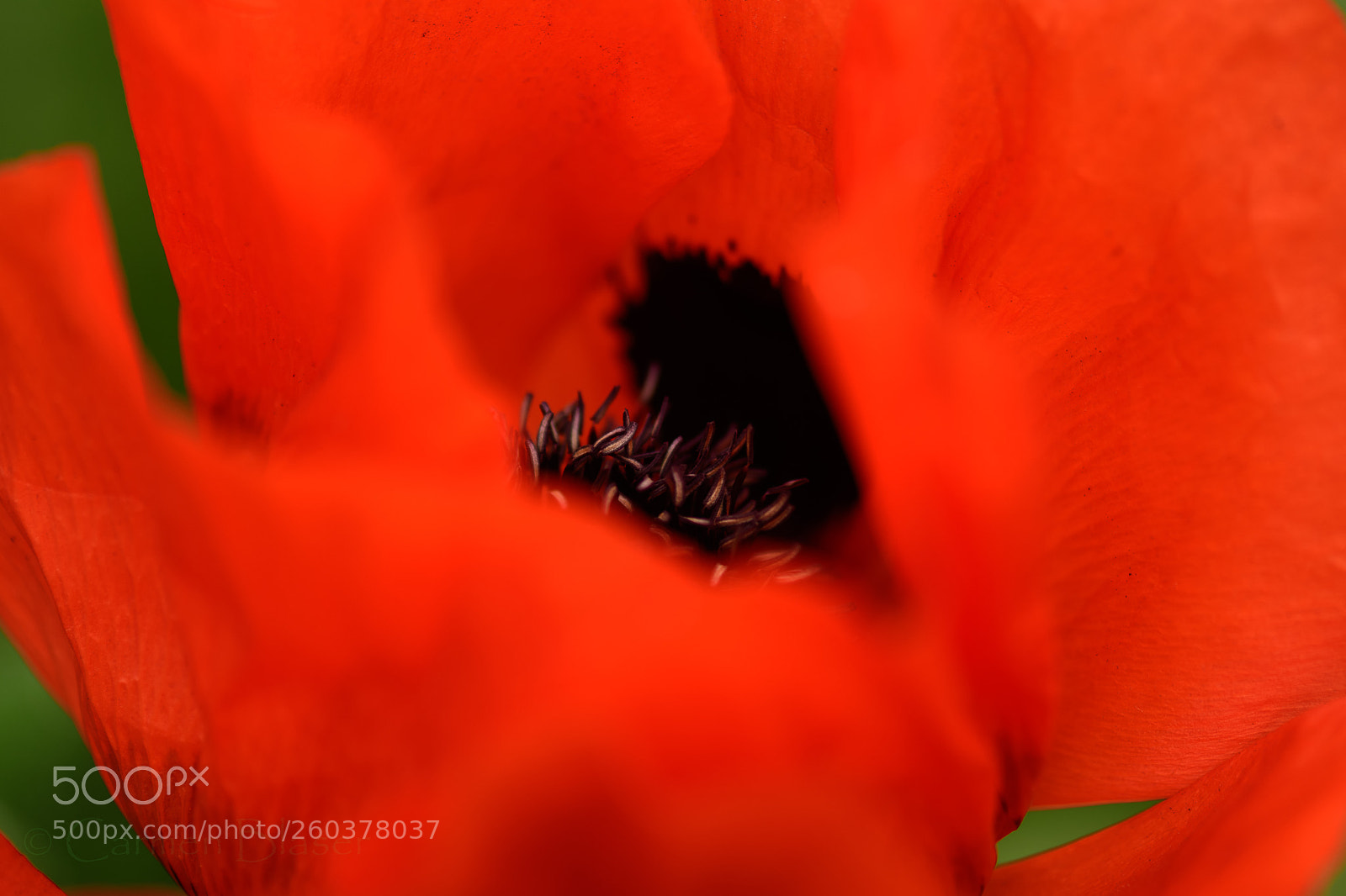 Nikon D500 sample photo. Poppy photography