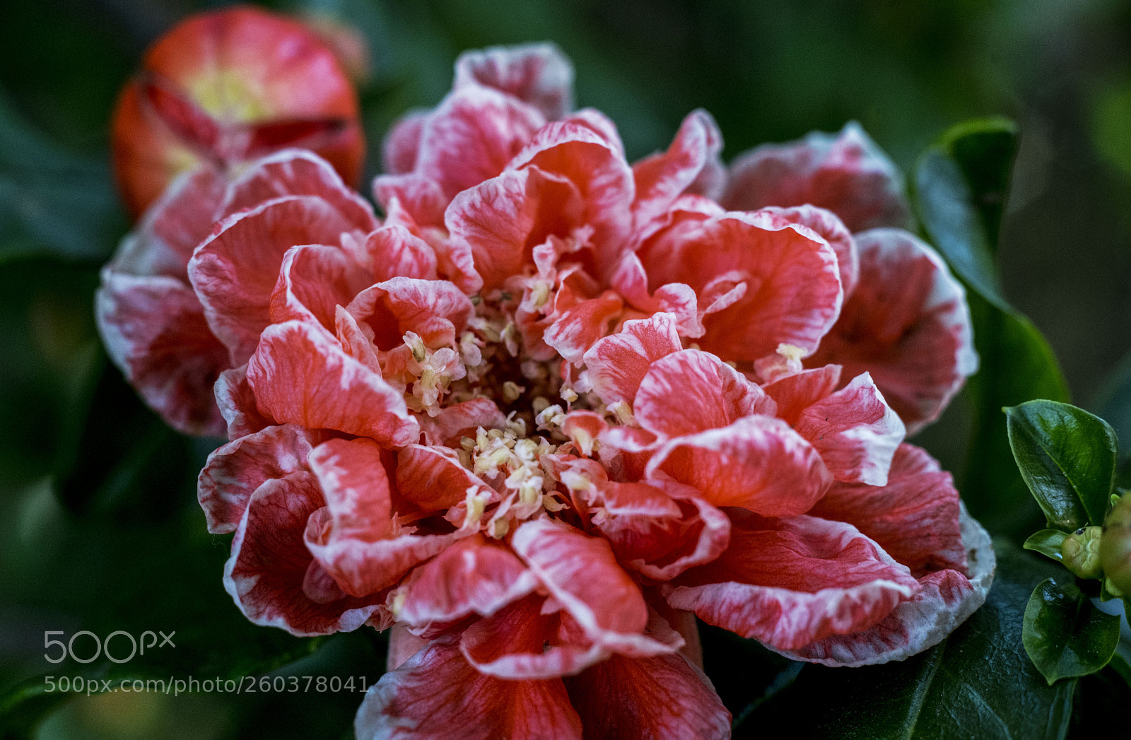 Nikon D750 sample photo. Dwarf pomegranate flower photography