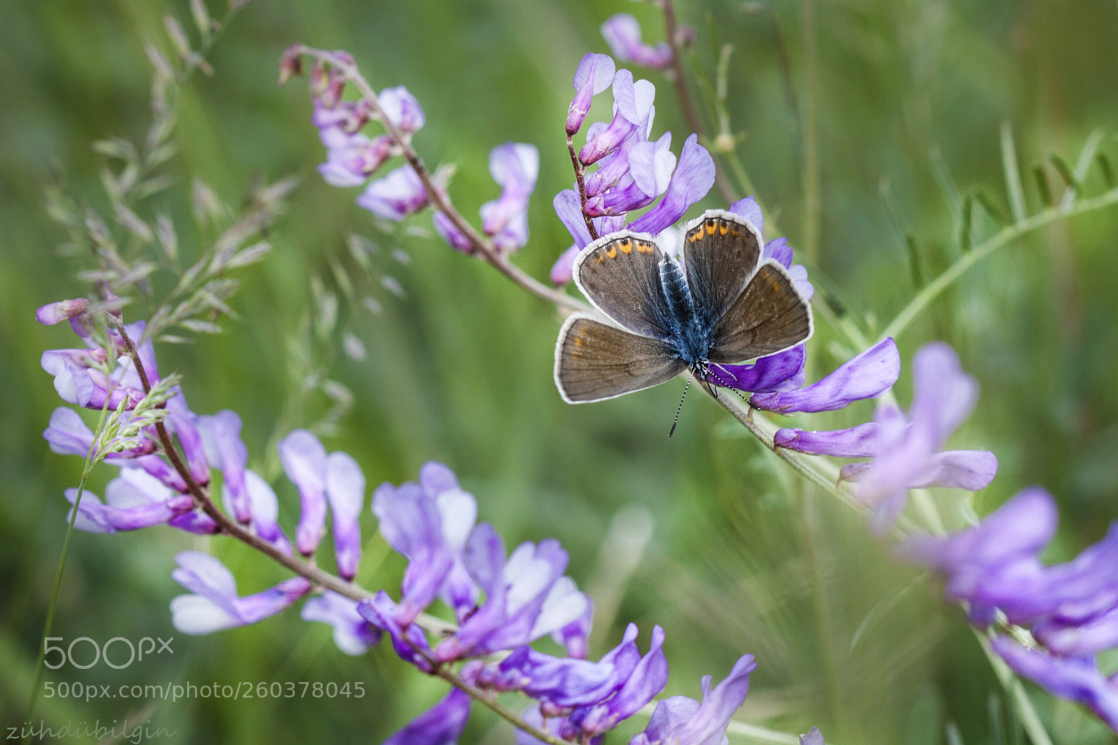 Canon EOS 5D Mark II sample photo. Butterfly and flowers photography