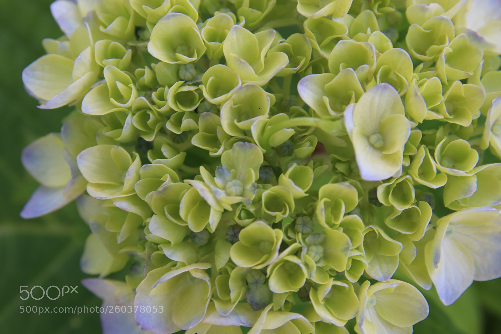 Canon EOS 80D sample photo. Hydrangea photography