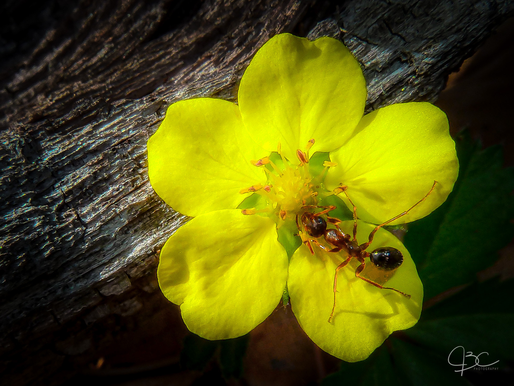 Panasonic Lumix DMC-ZS7 (Lumix DMC-TZ10) sample photo. Ant on yellow cinquefoil photography