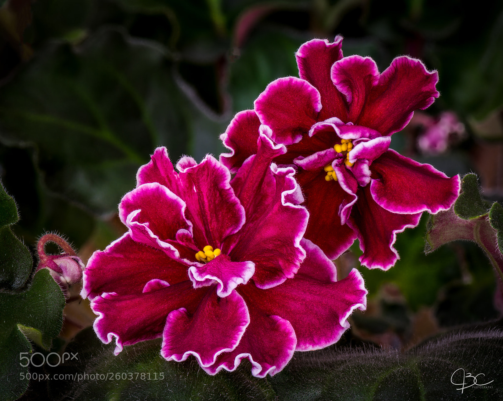 Nikon D800 sample photo. African violets photography