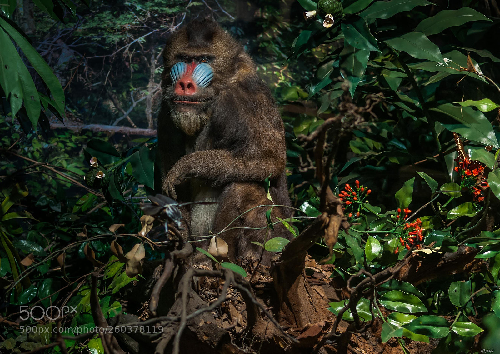 Nikon D90 sample photo. Regenwald mandrill photography