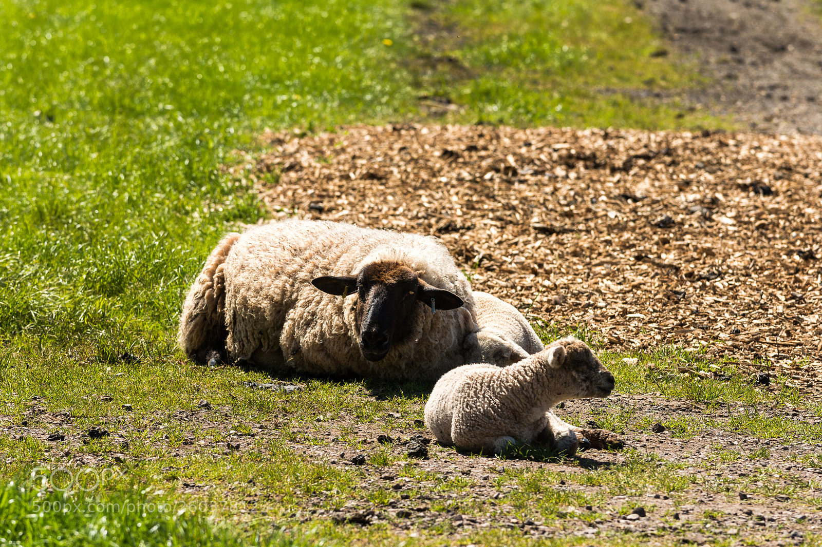 Nikon D7200 sample photo. Motherly love photography