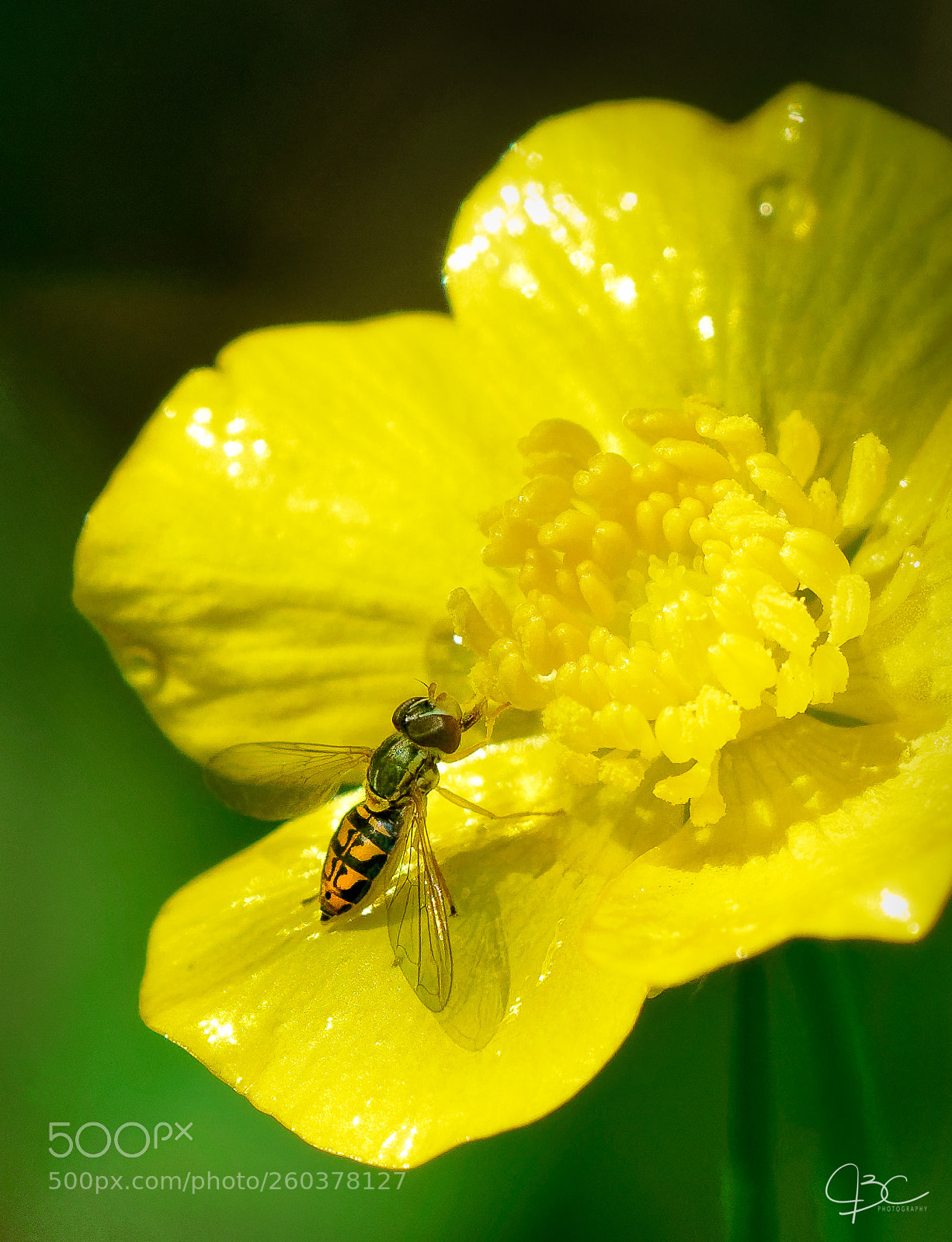 Sony a7R II sample photo. Hover fly on buttercup photography