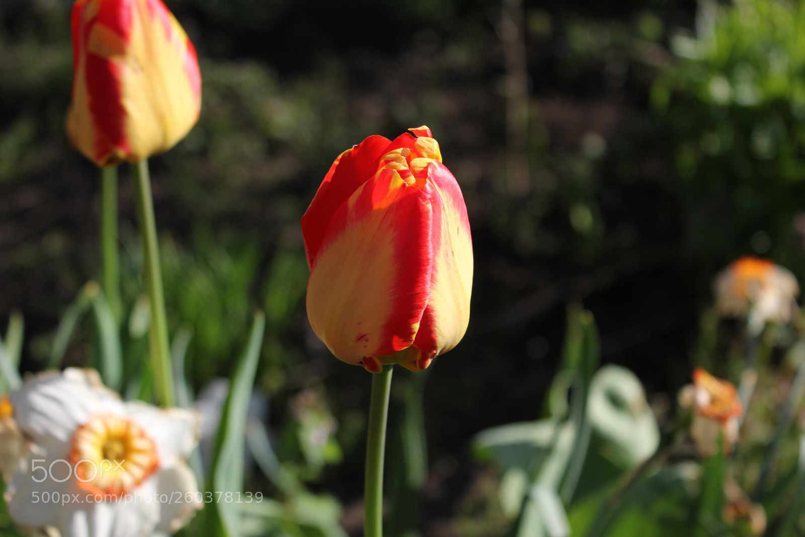 Canon EOS 550D (EOS Rebel T2i / EOS Kiss X4) sample photo. Tulips edward s gardens photography