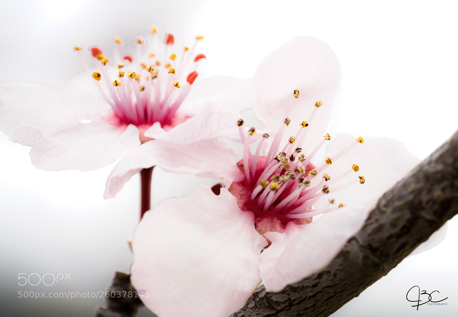 Sony a7R II sample photo. Soft maple photography