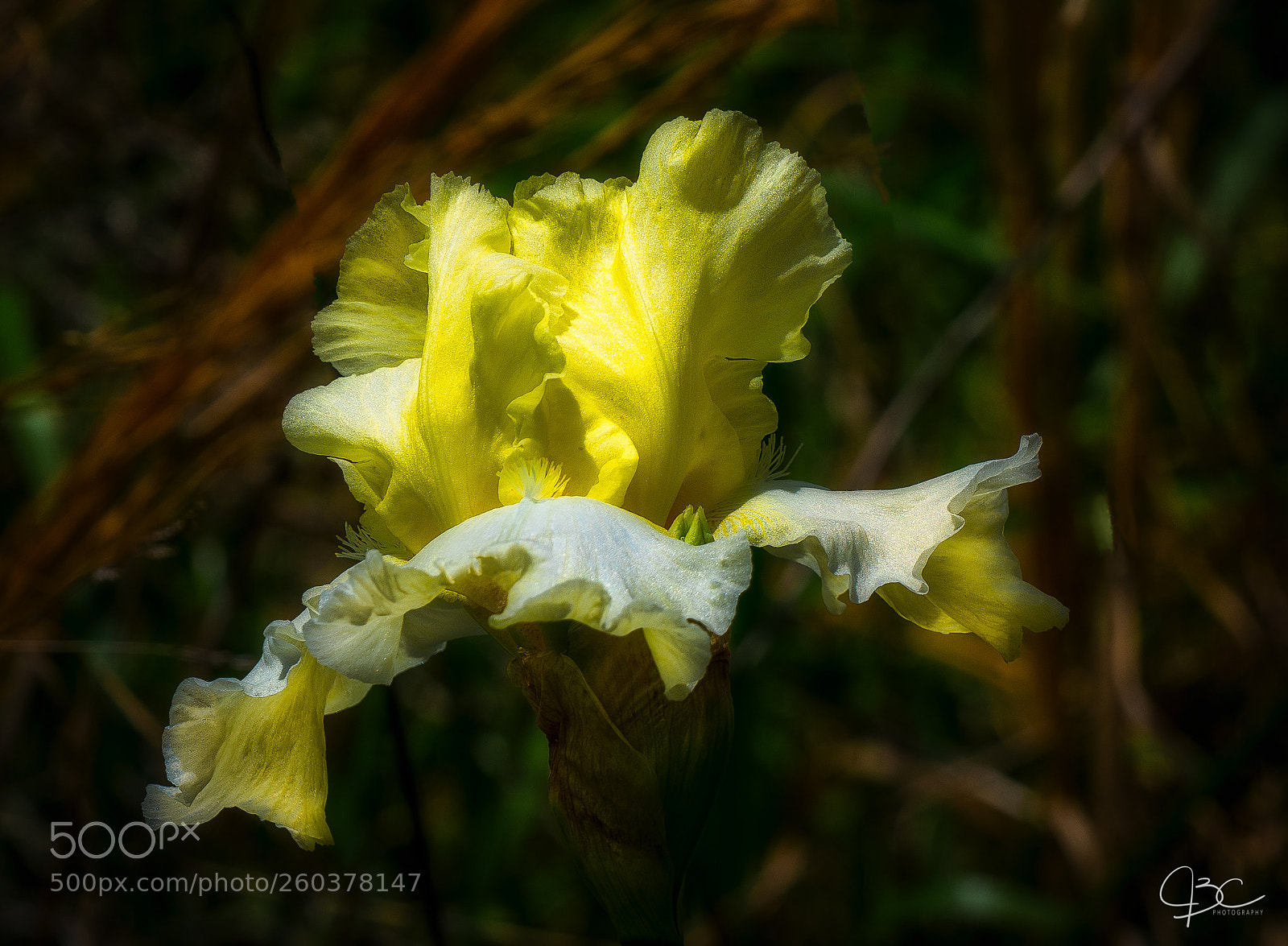 Sony a7R II sample photo. Iris photography