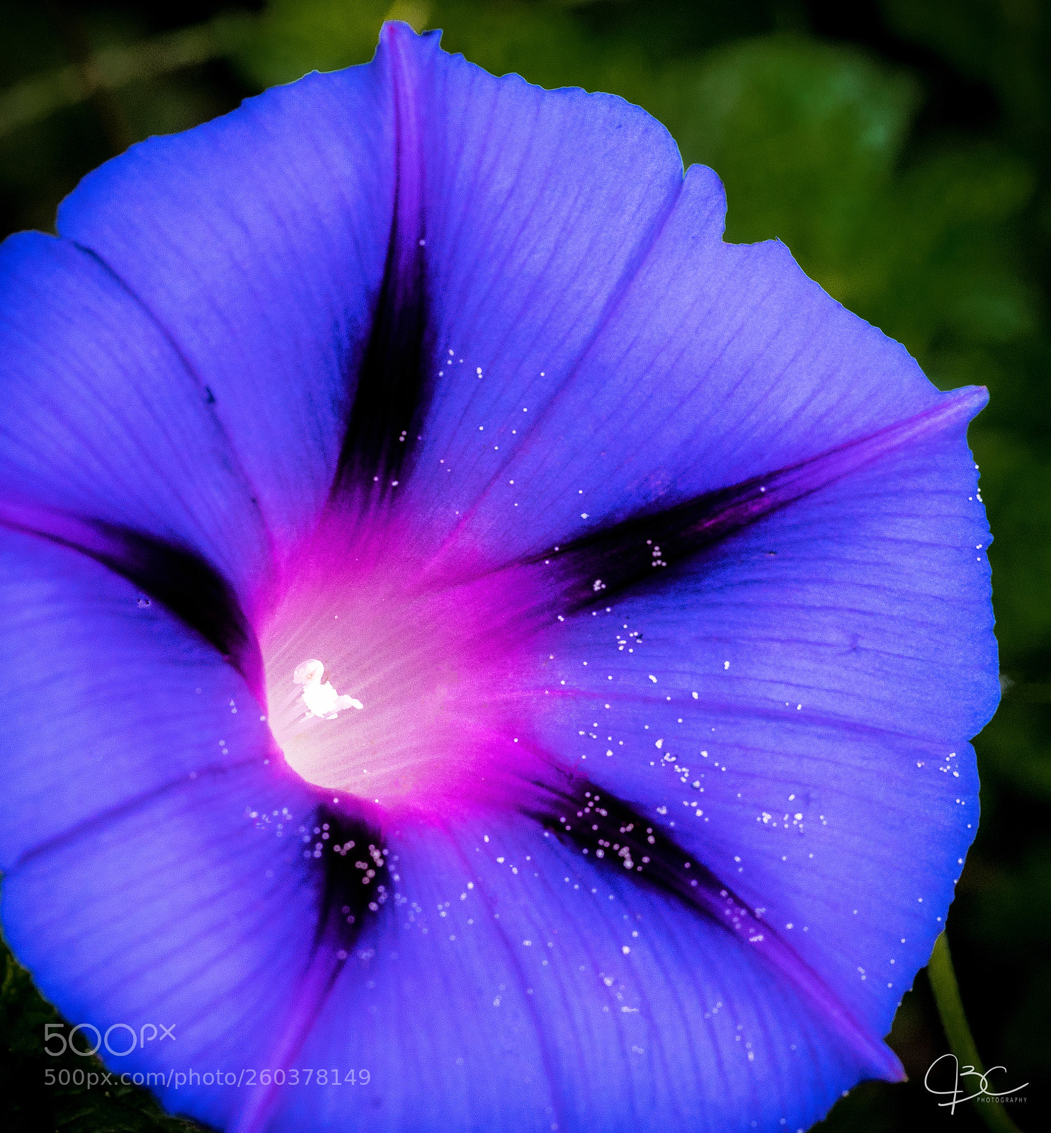 Sony a7R II sample photo. Pollen photography