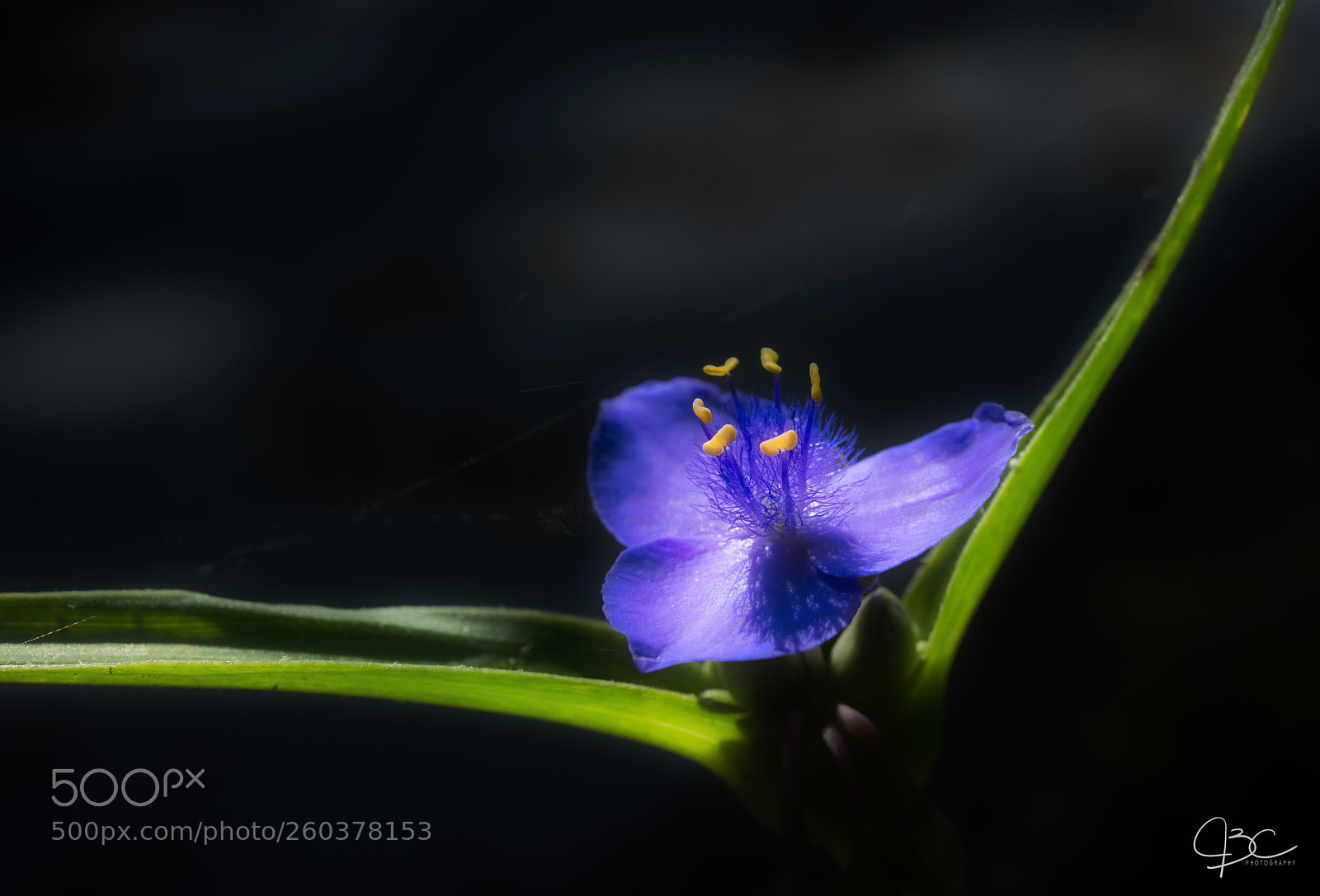 Nikon D800 sample photo. Spiderwort photography