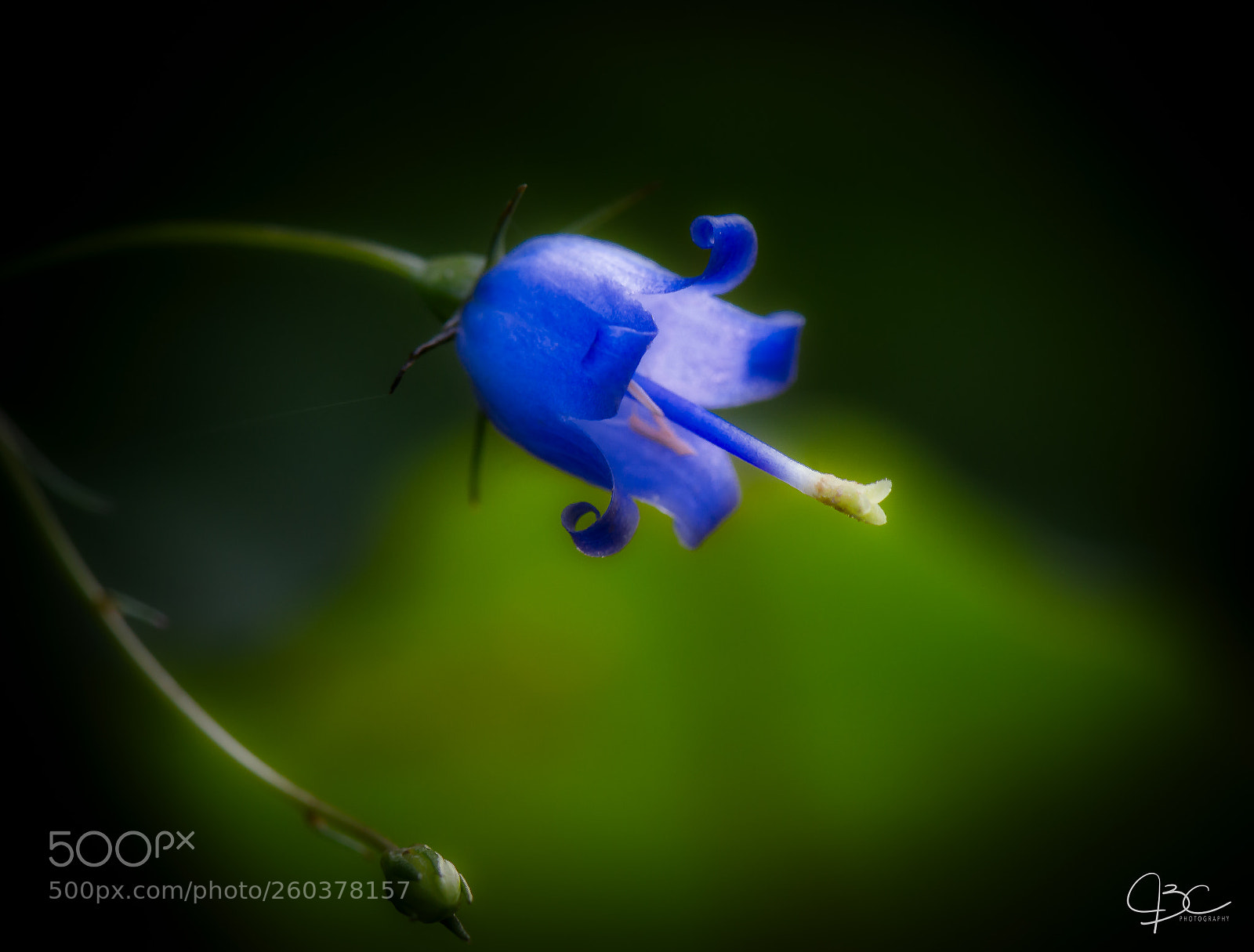 Nikon D800 sample photo. Soutern harebell photography