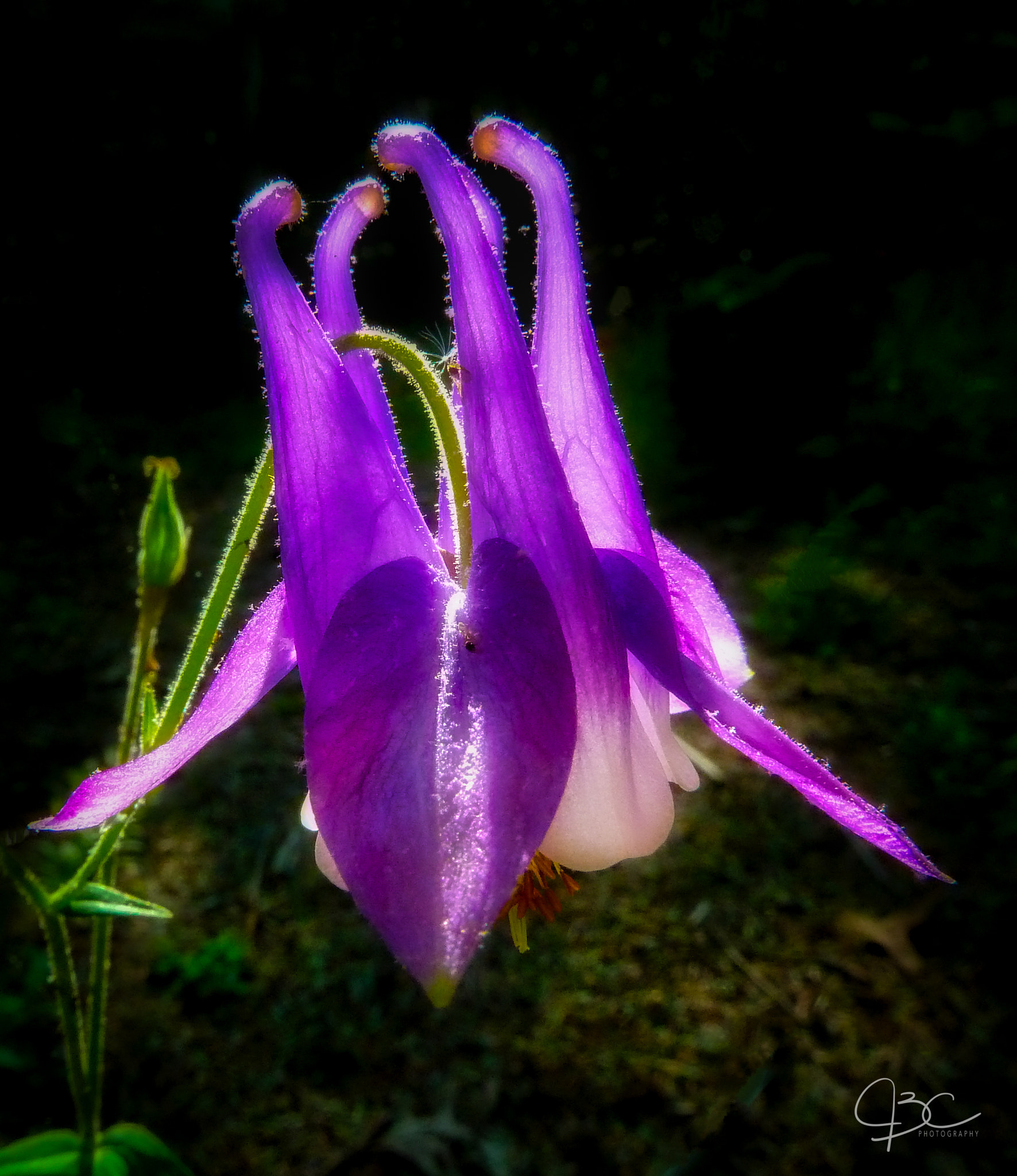 Panasonic Lumix DMC-ZS7 (Lumix DMC-TZ10) sample photo. Wild purple columbine photography