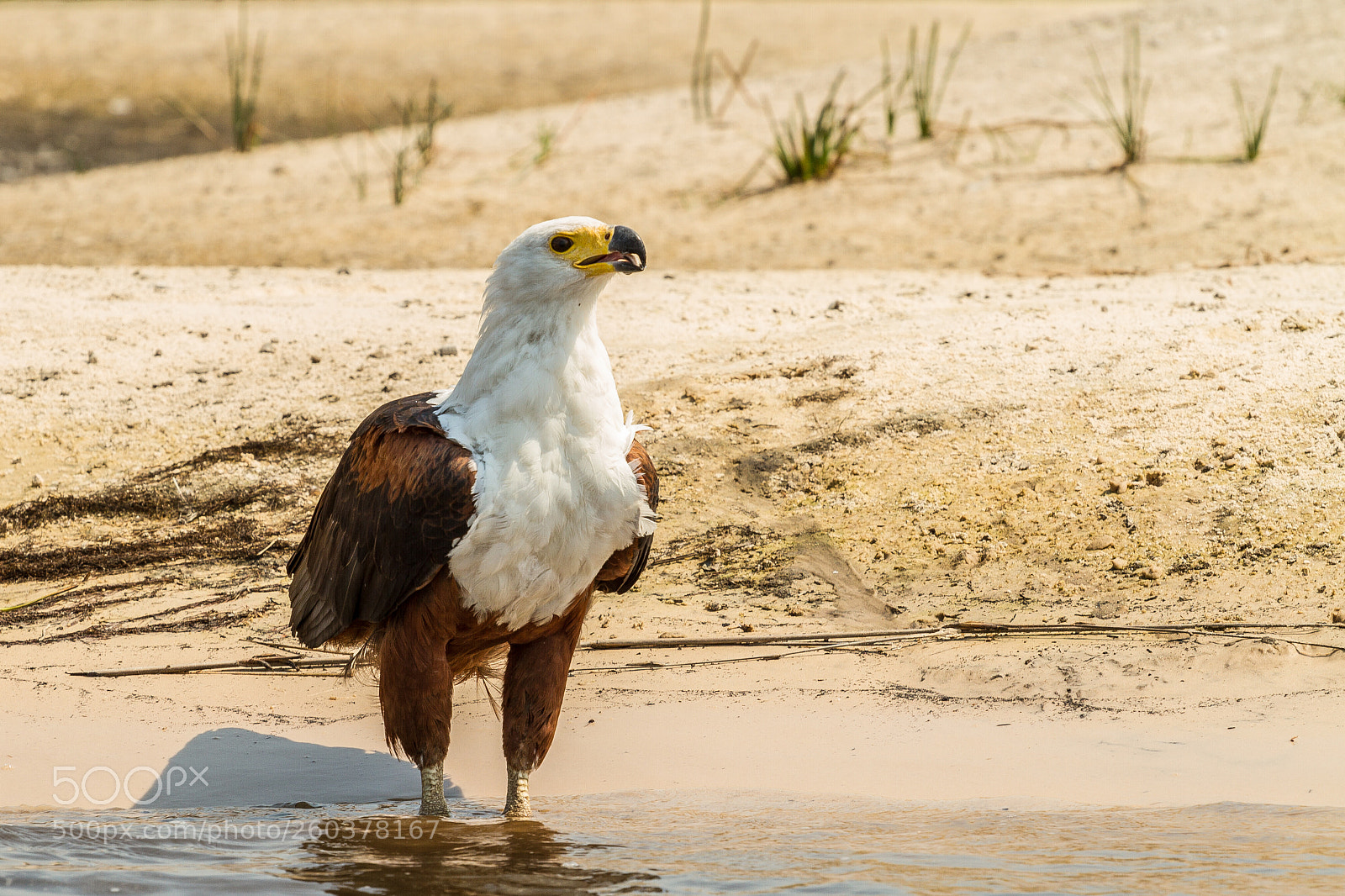 Canon EOS 7D sample photo. Drinking eagle photography