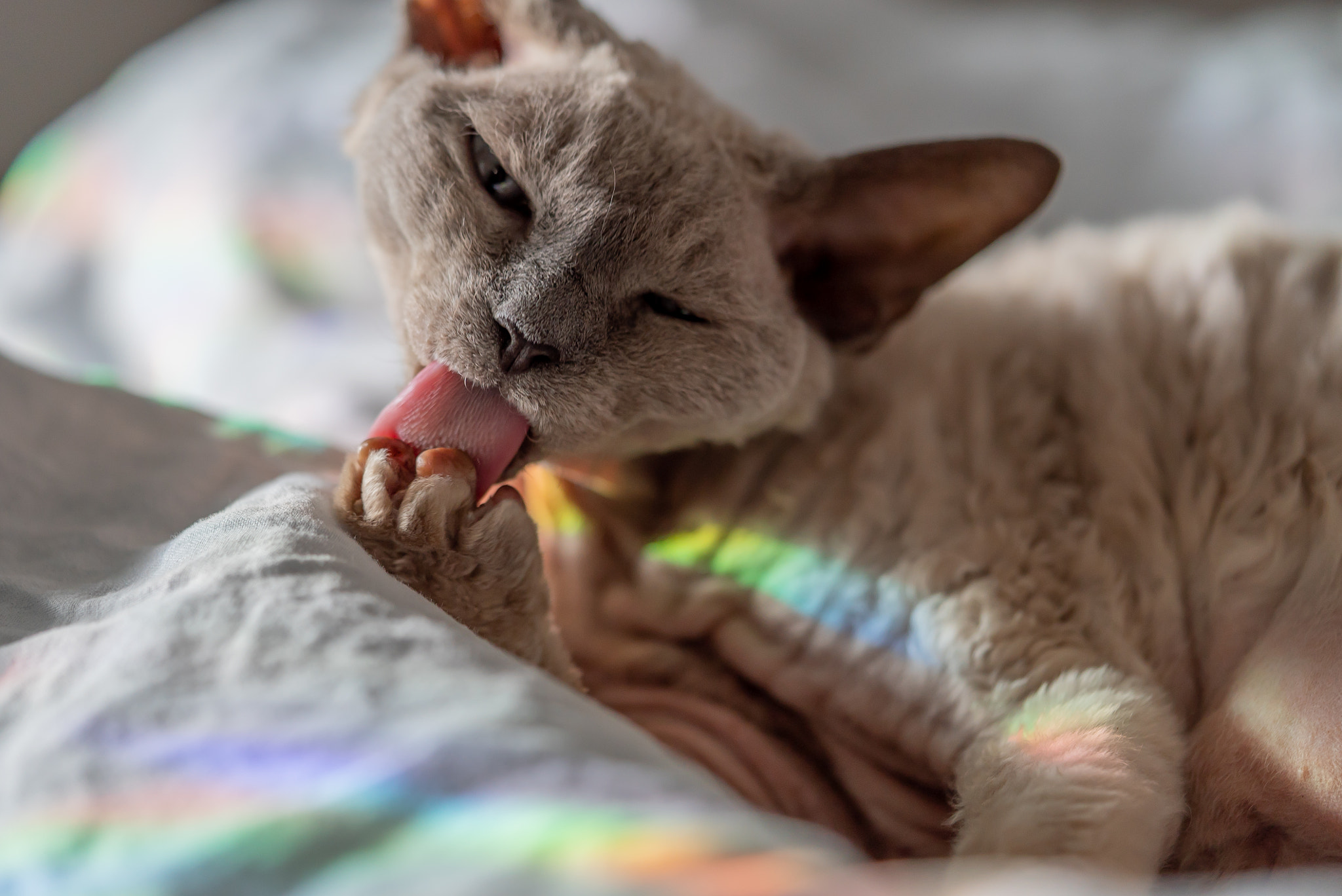 Sony a7S sample photo. Prism cat photography
