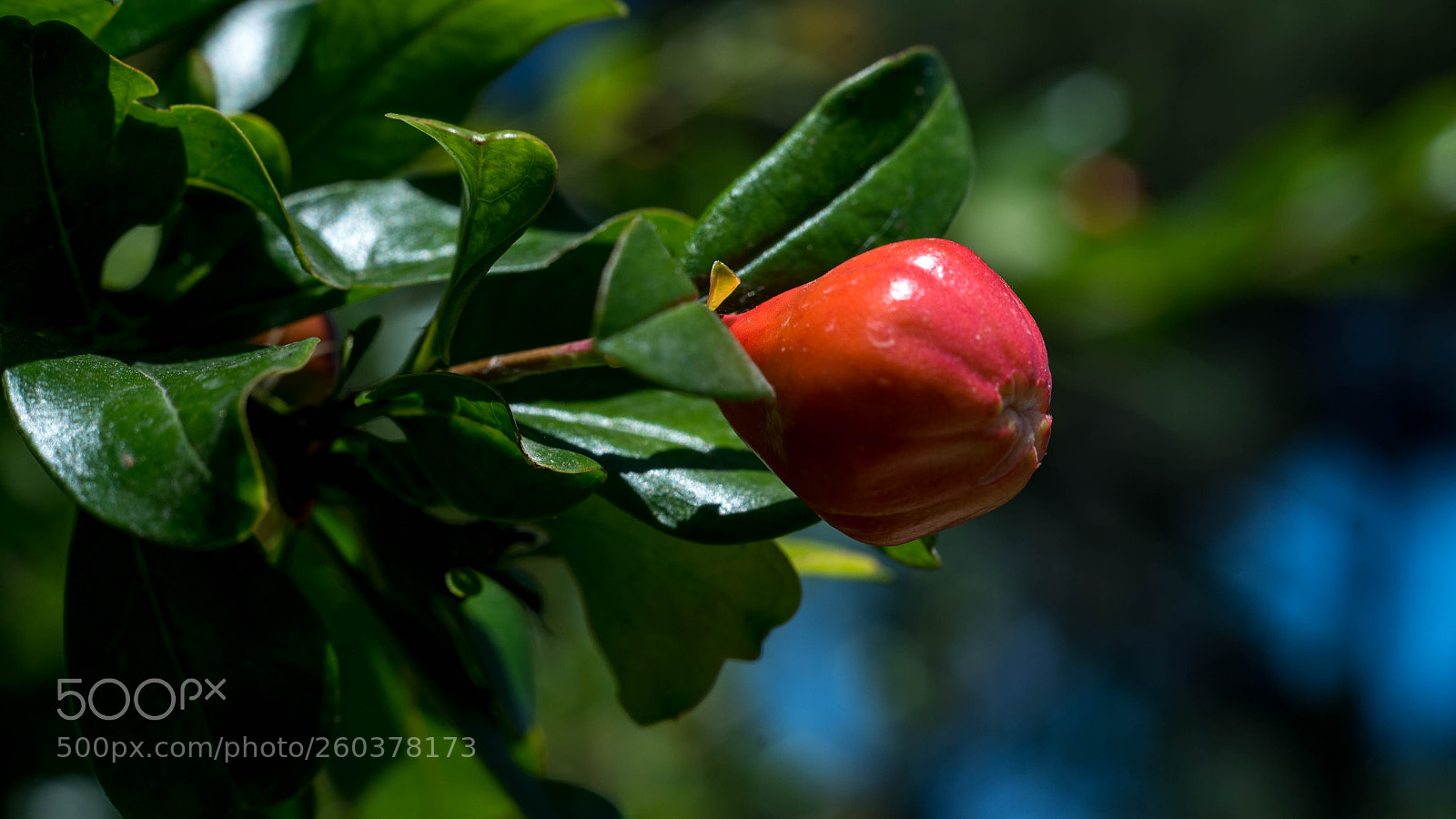 Nikon D750 sample photo. Bud  of dwarf pomegranate photography