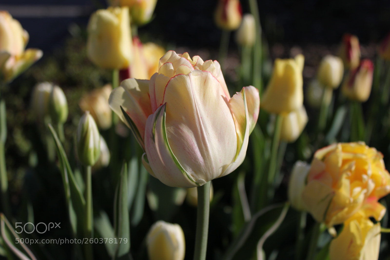 Canon EOS 550D (EOS Rebel T2i / EOS Kiss X4) sample photo. Tulips edward s gardens photography