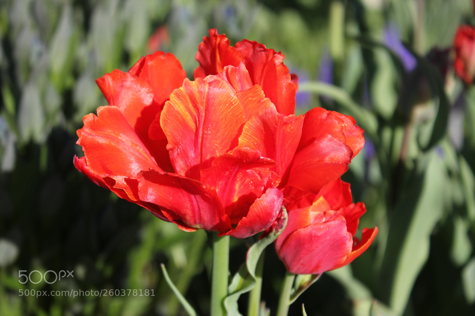 Canon EOS 550D (EOS Rebel T2i / EOS Kiss X4) sample photo. Tulips edward s gardens photography