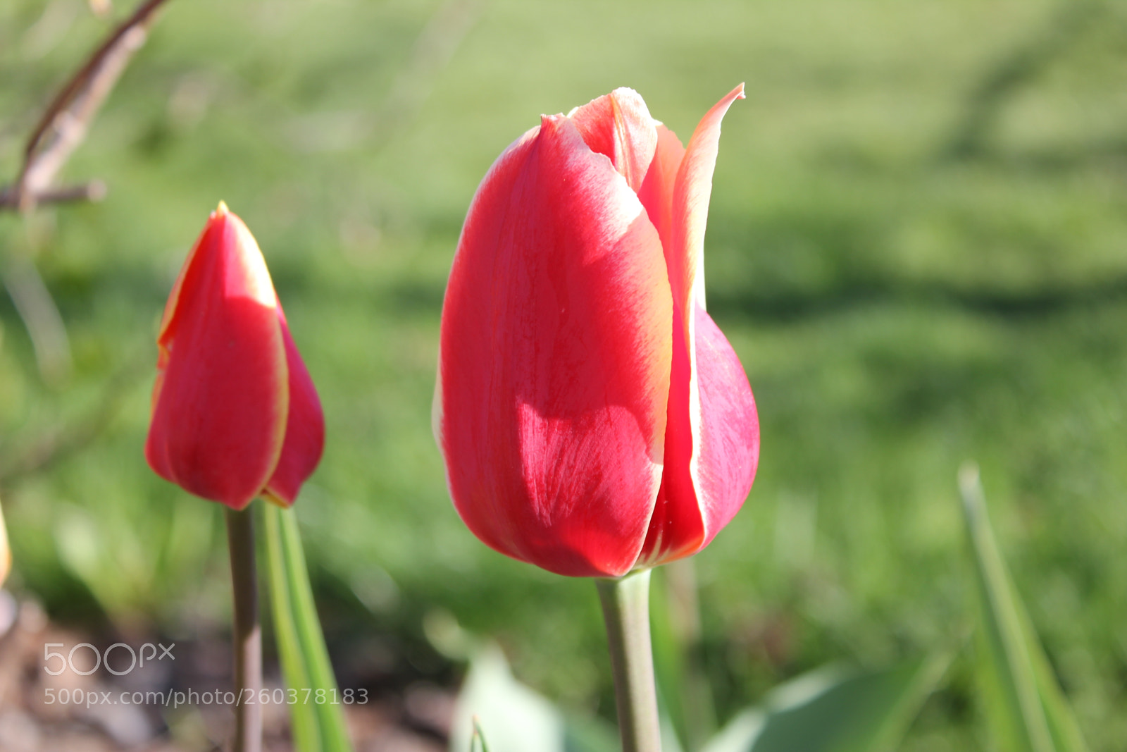 Canon EOS 550D (EOS Rebel T2i / EOS Kiss X4) sample photo. Tulips edward s gardens photography