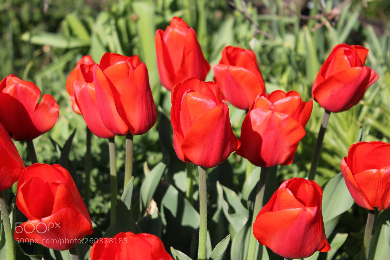 Canon EOS 550D (EOS Rebel T2i / EOS Kiss X4) sample photo. Tulips edward s gardens photography