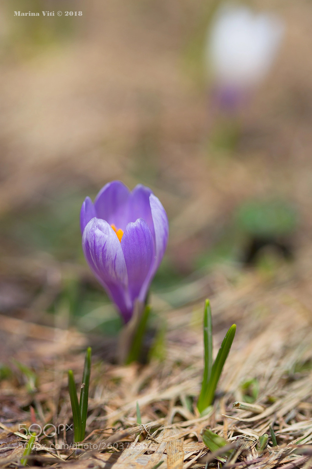 Canon EOS 6D sample photo. Spring blossom photography