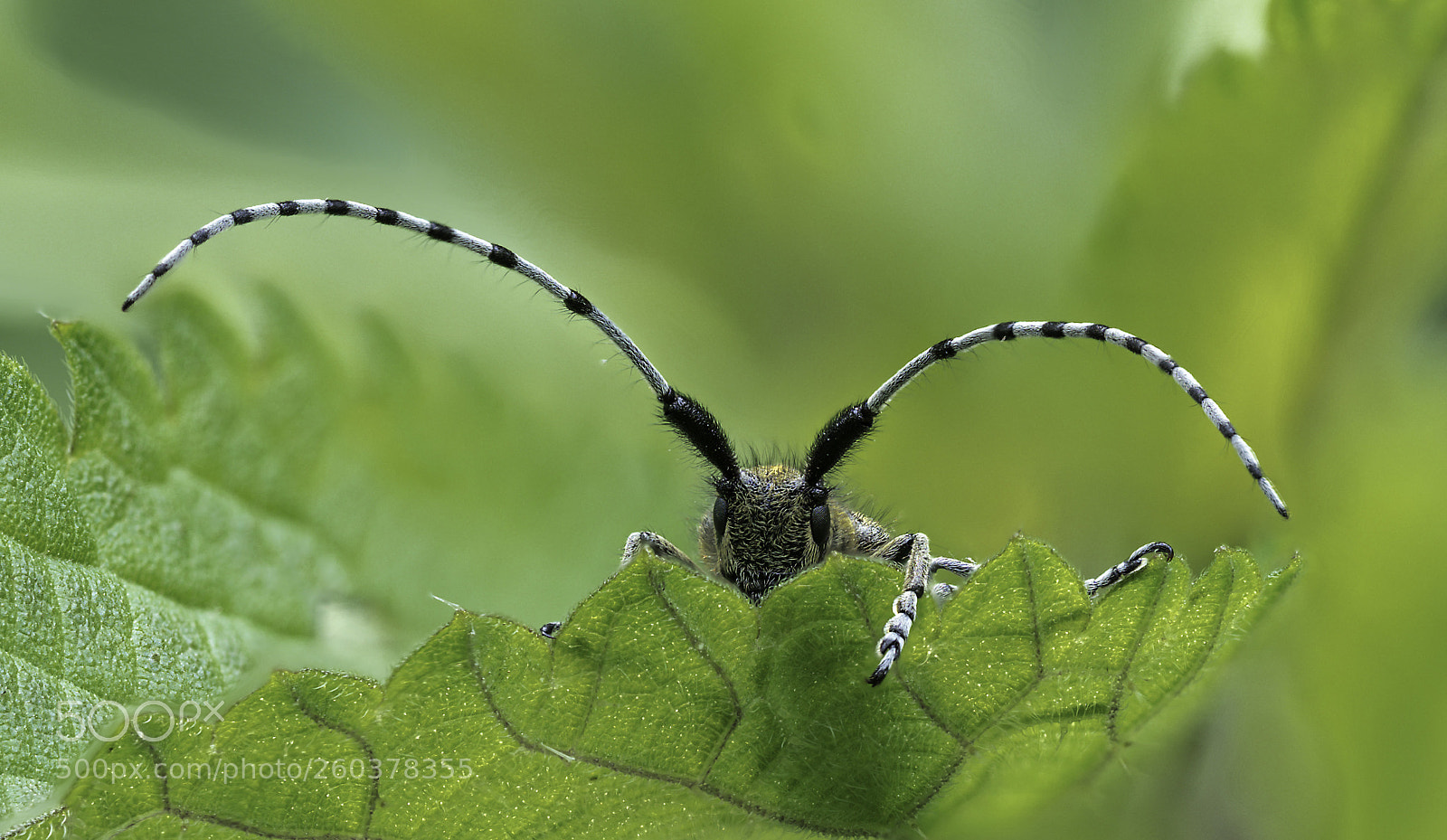 Olympus OM-D E-M1 Mark II sample photo. Agapanthia villosoviridescens #3 photography
