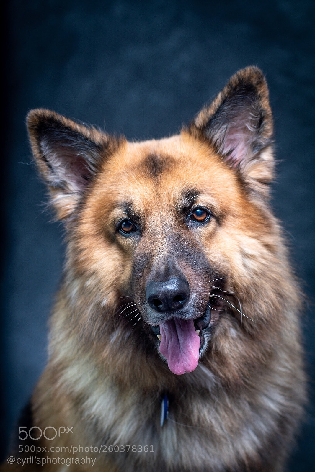 Nikon D5500 sample photo. Belgium shepherd  photography