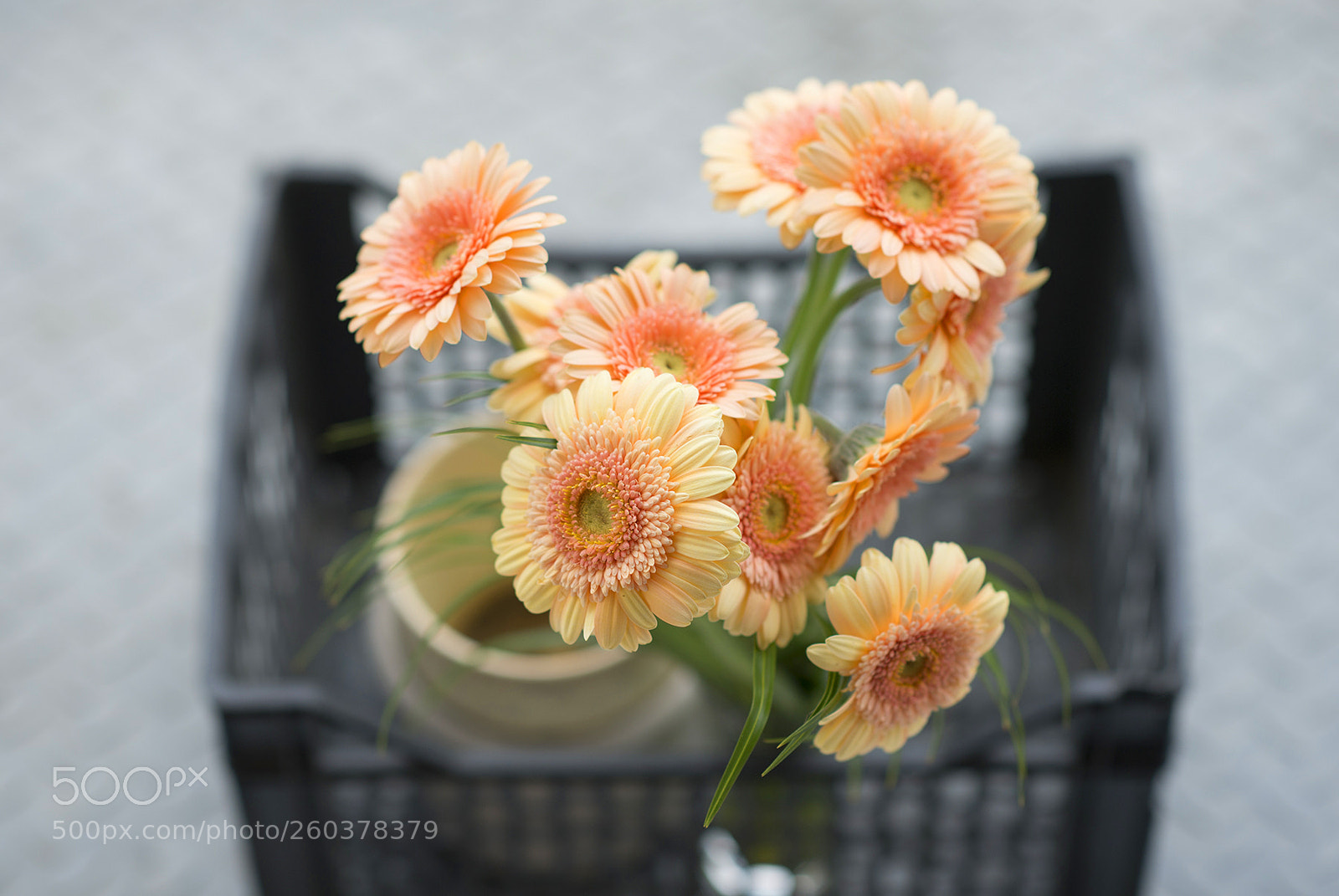 Nikon Df sample photo. Flavor of apricots ii photography