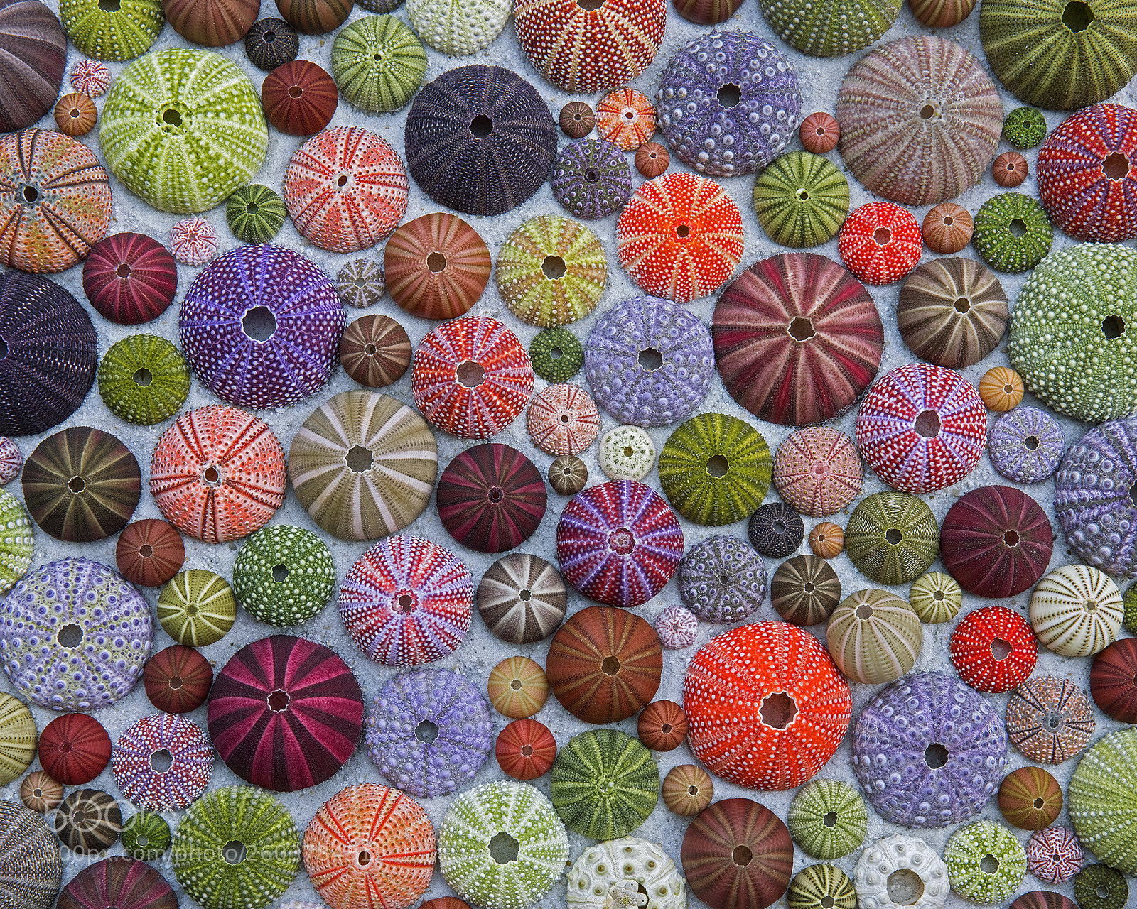 Nikon D810 sample photo. Sea urchins photography