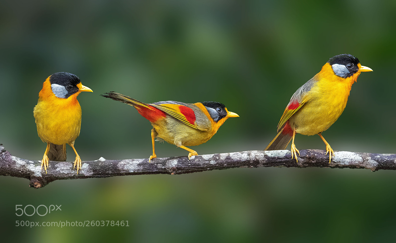 Nikon D850 sample photo. Silver-eared mesia photography