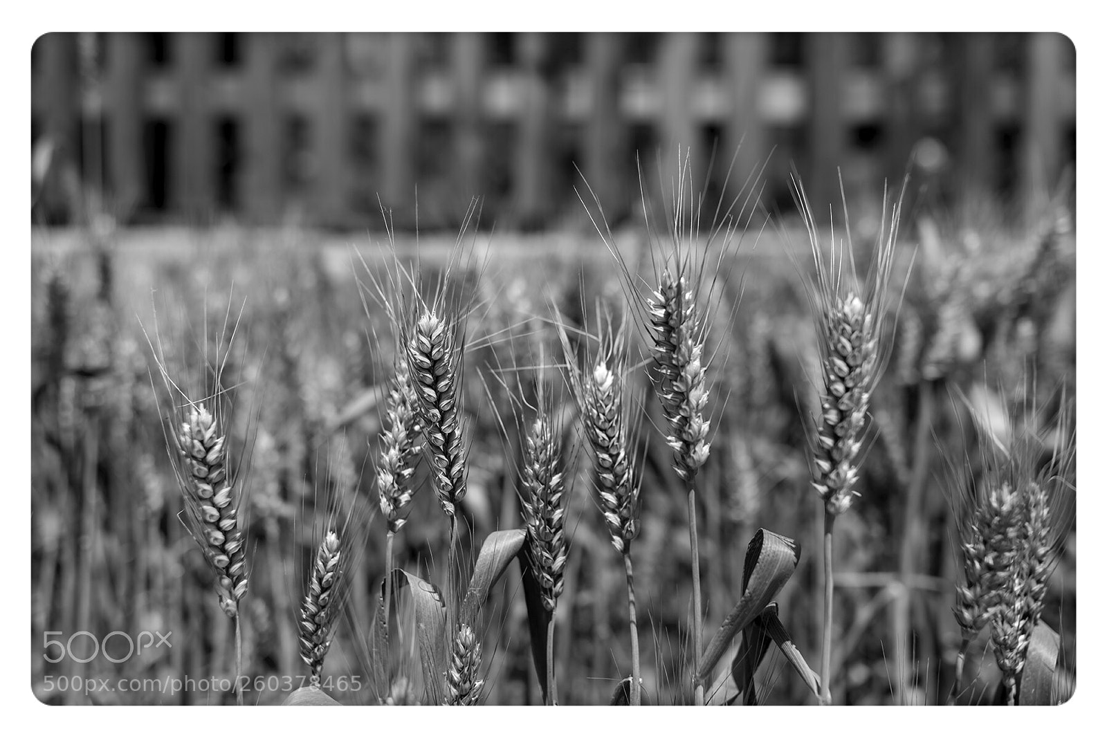 Nikon D850 sample photo. Untitled photography
