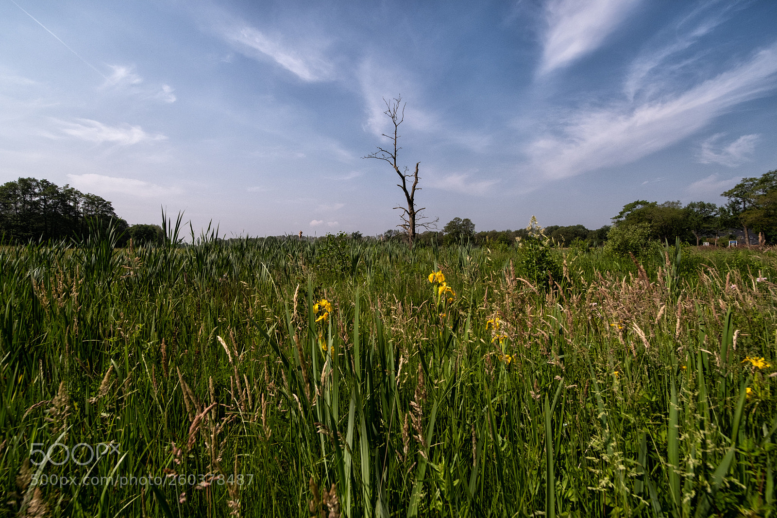 Fujifilm X-H1 sample photo. Dutch landscape photography