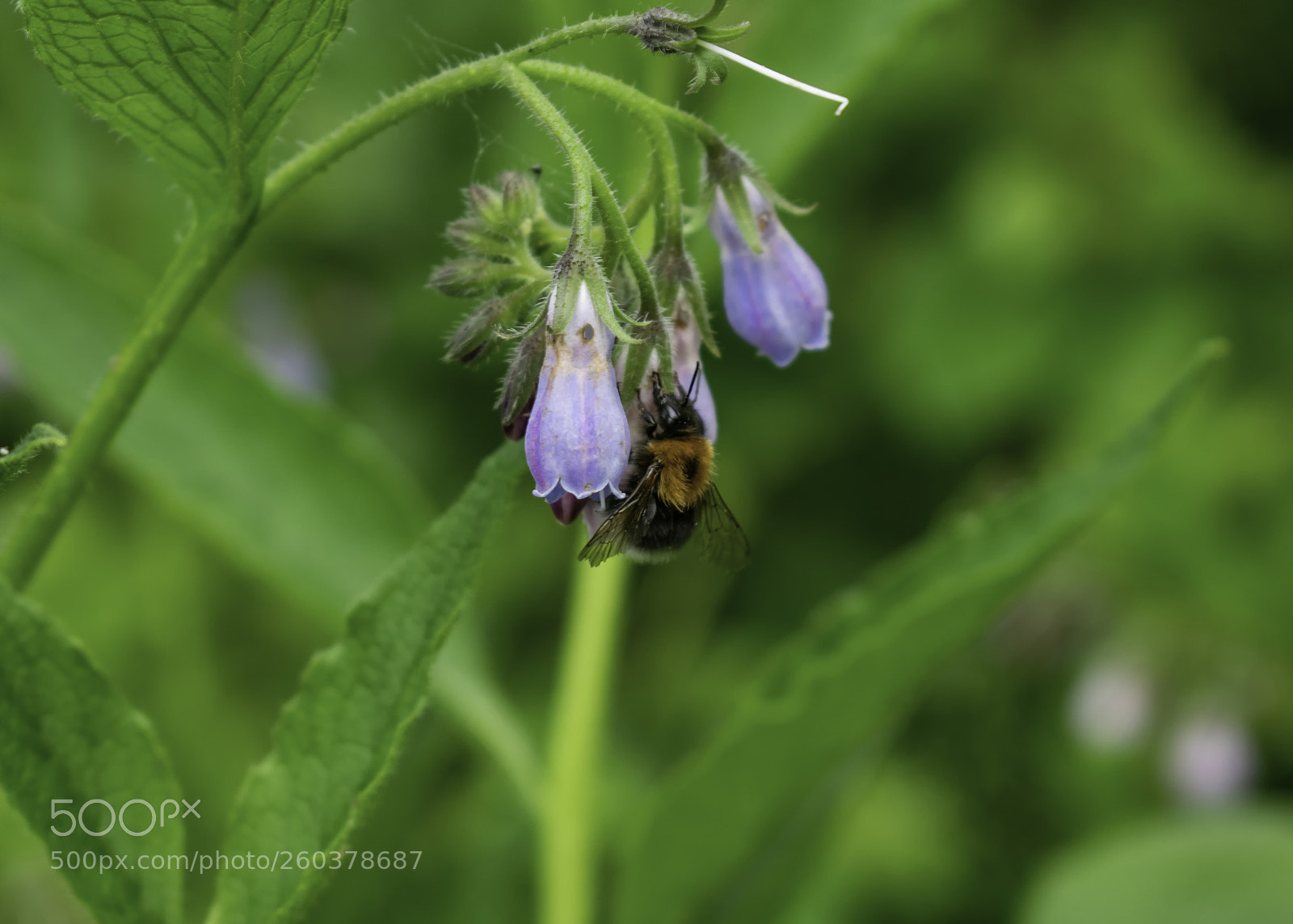 Nikon D5300 sample photo. Close up of bee photography