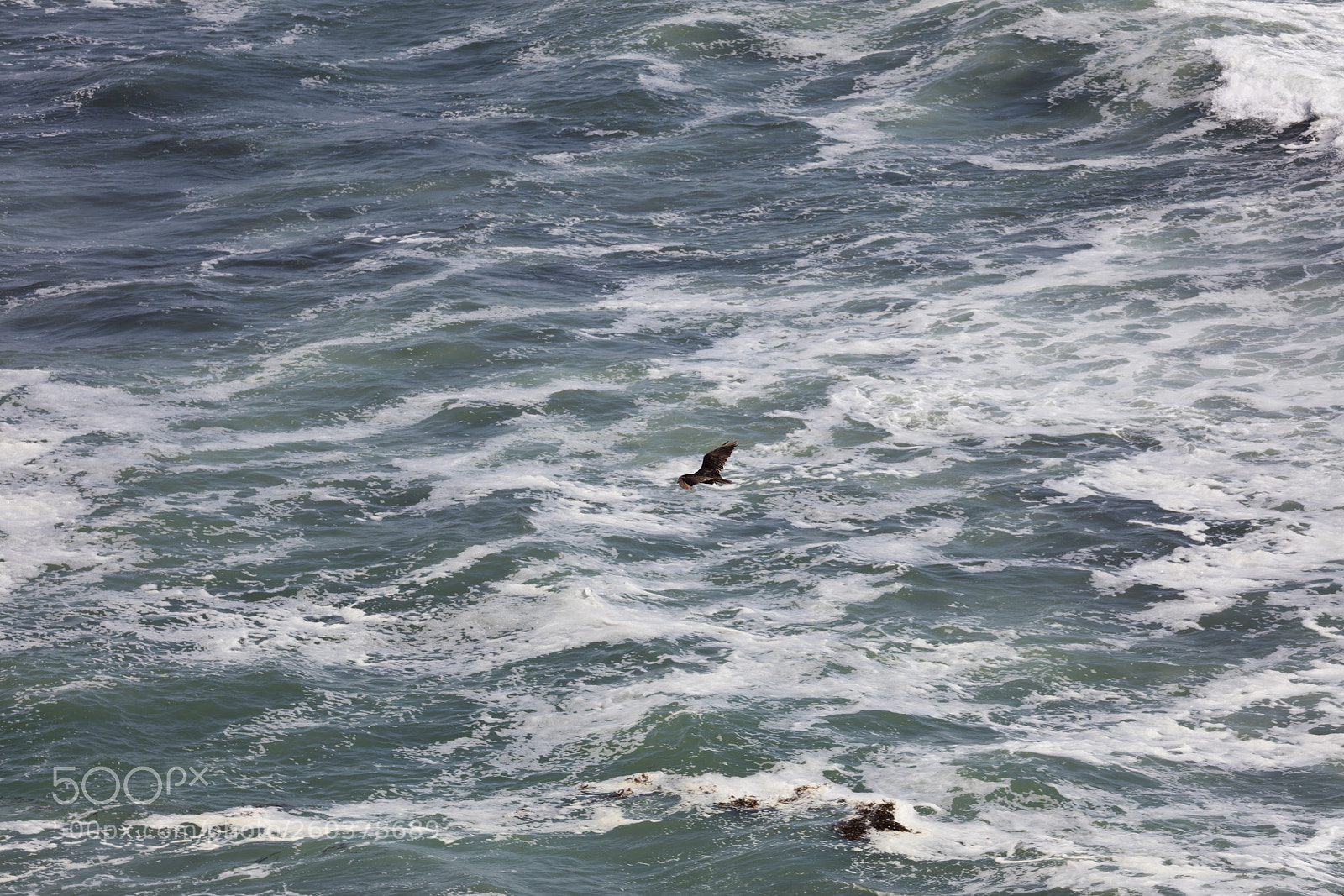 Canon EOS 5DS R sample photo. Andean condor in flight photography