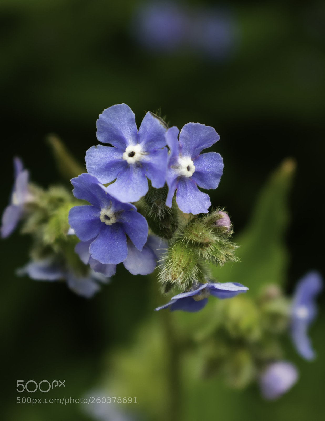 Nikon D5300 sample photo. Close up of blue photography