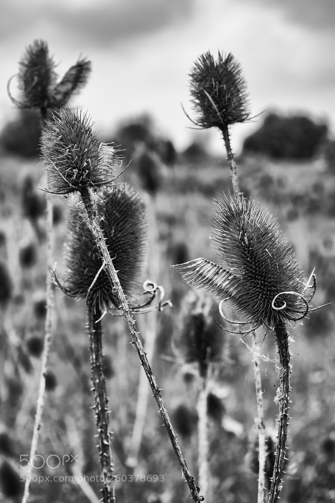 Nikon D5300 sample photo. Black and white image photography