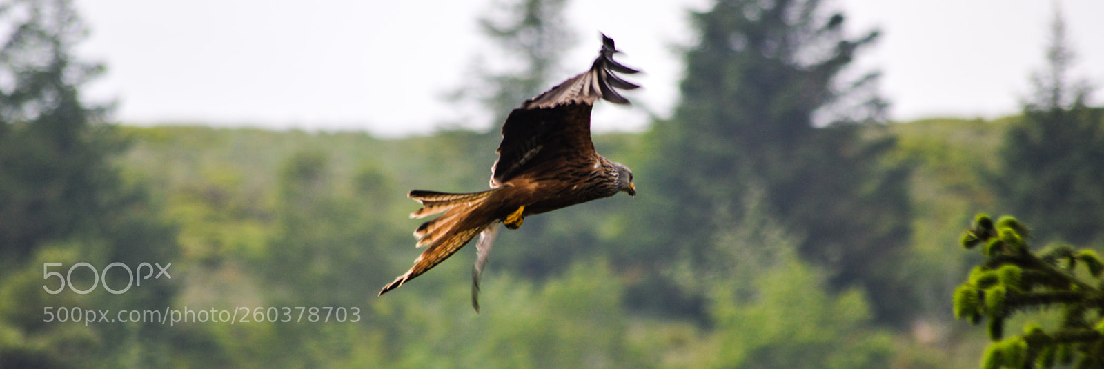 Nikon D3200 sample photo. Red kite photography