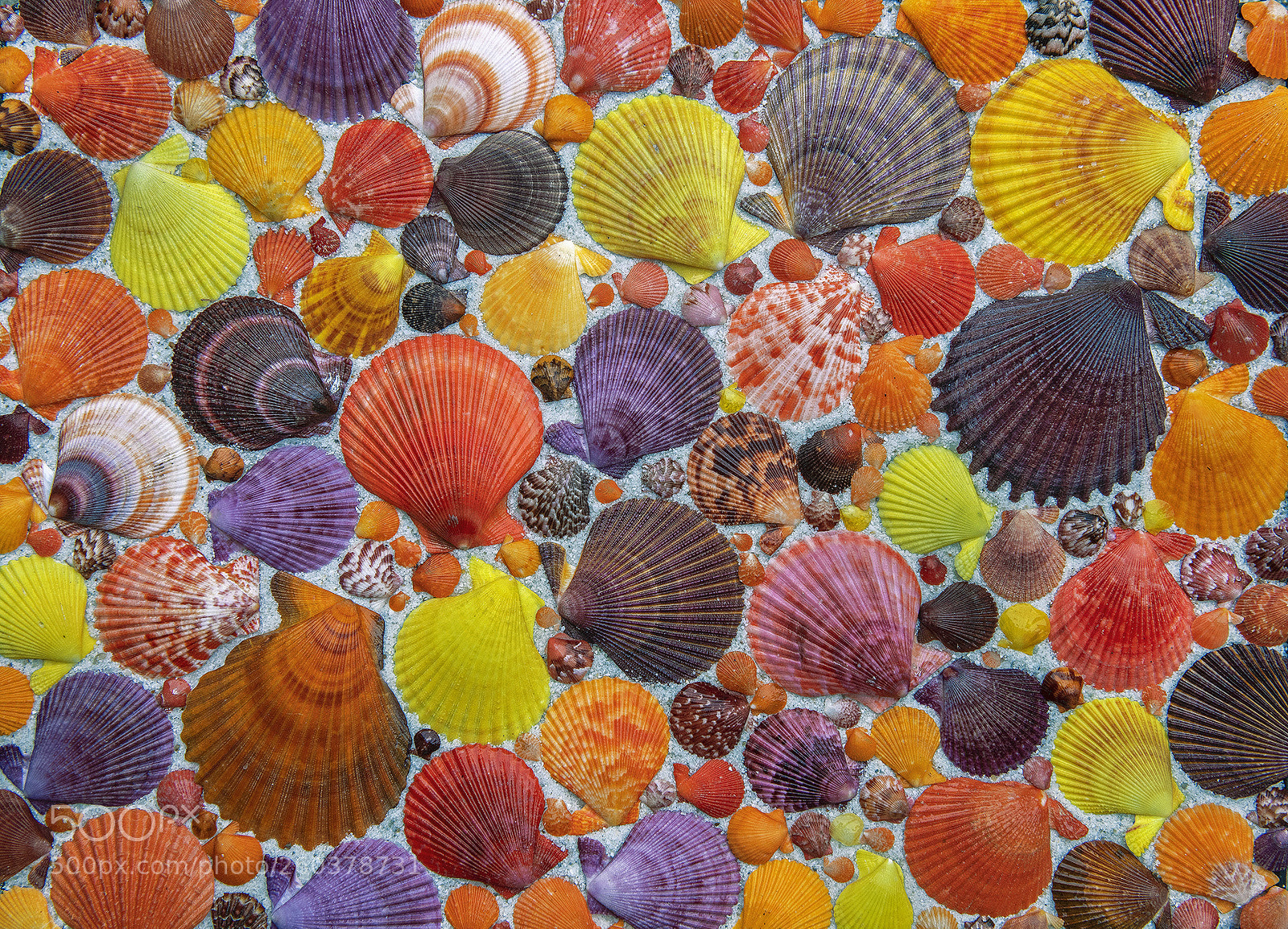 Nikon D850 sample photo. Scallops photography