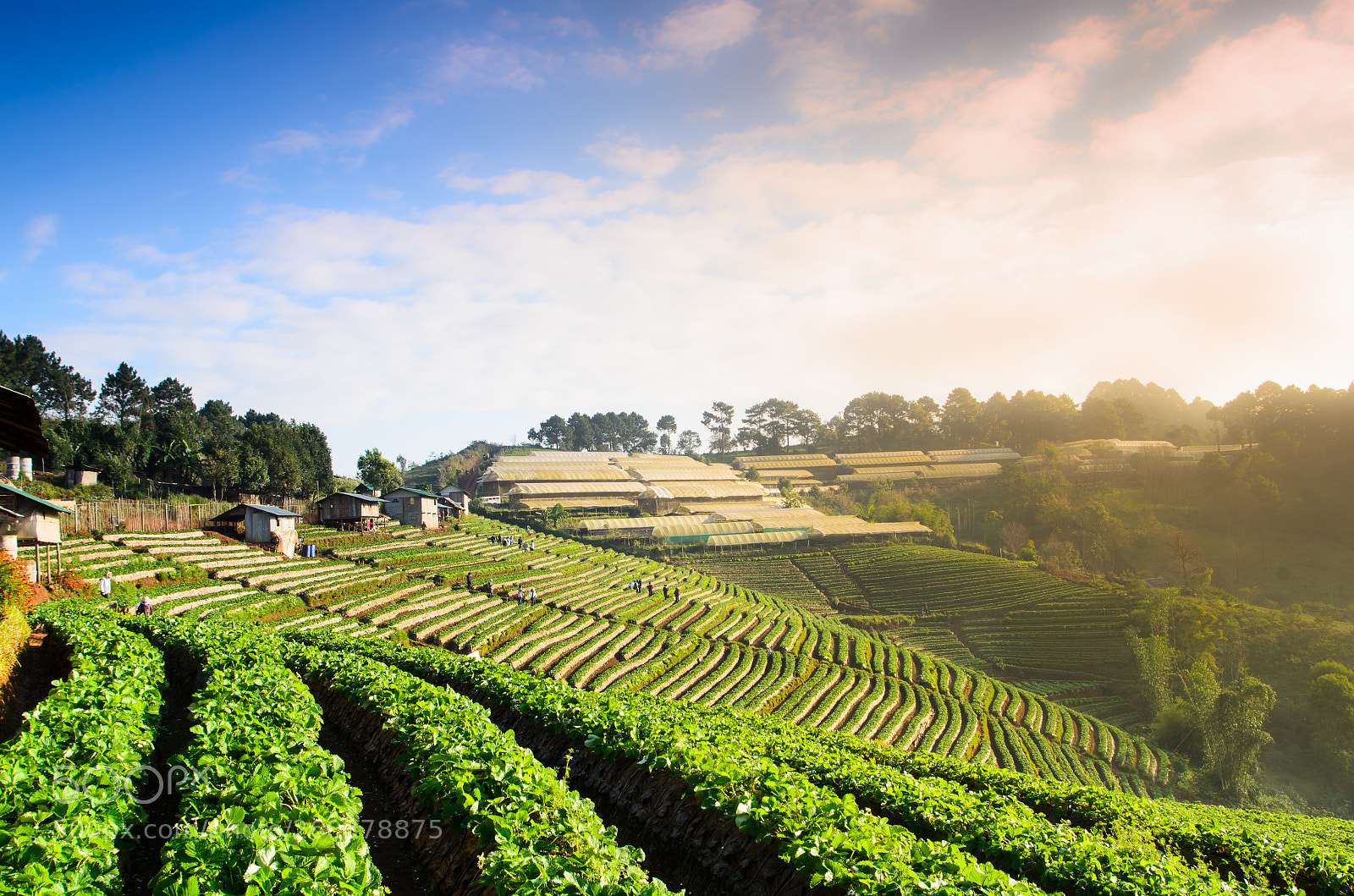 Nikon D7000 sample photo. Strawberry fields. photography
