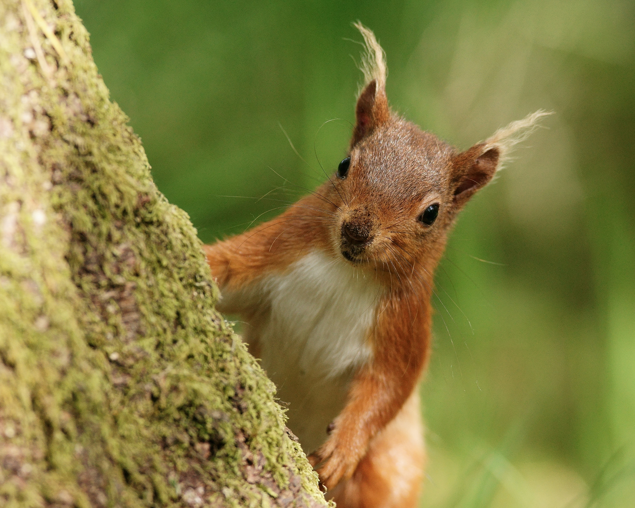 Sony 300mm F2.8 G SSM II sample photo. 'ernie' photography