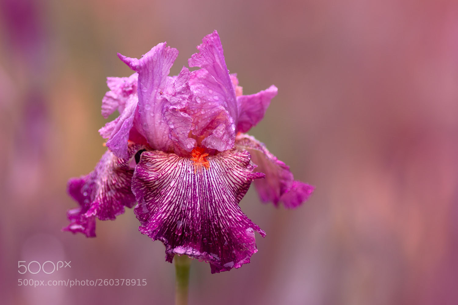 Canon EOS 70D sample photo. Purple iris photography