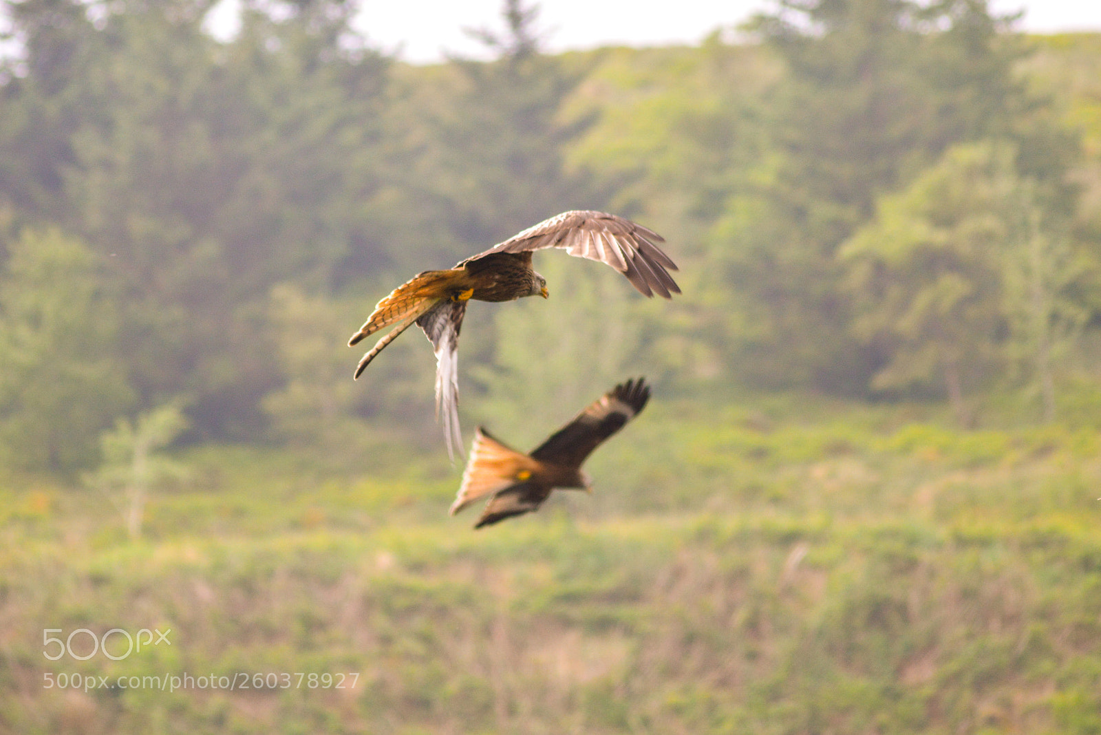 Nikon D3200 sample photo. Red kites photography
