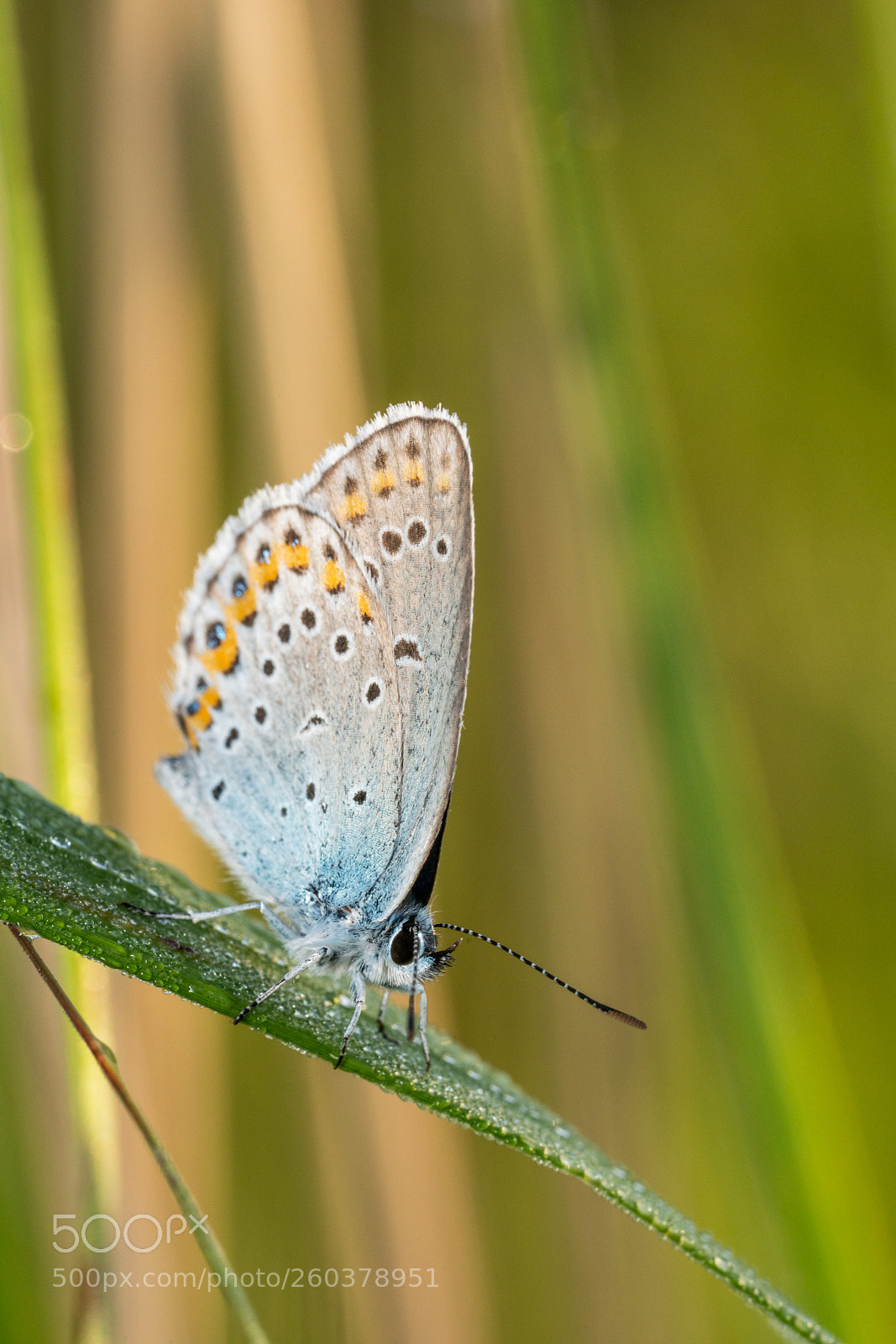 Sony a7R II sample photo. Adonis blue (lysandra bellargus) photography